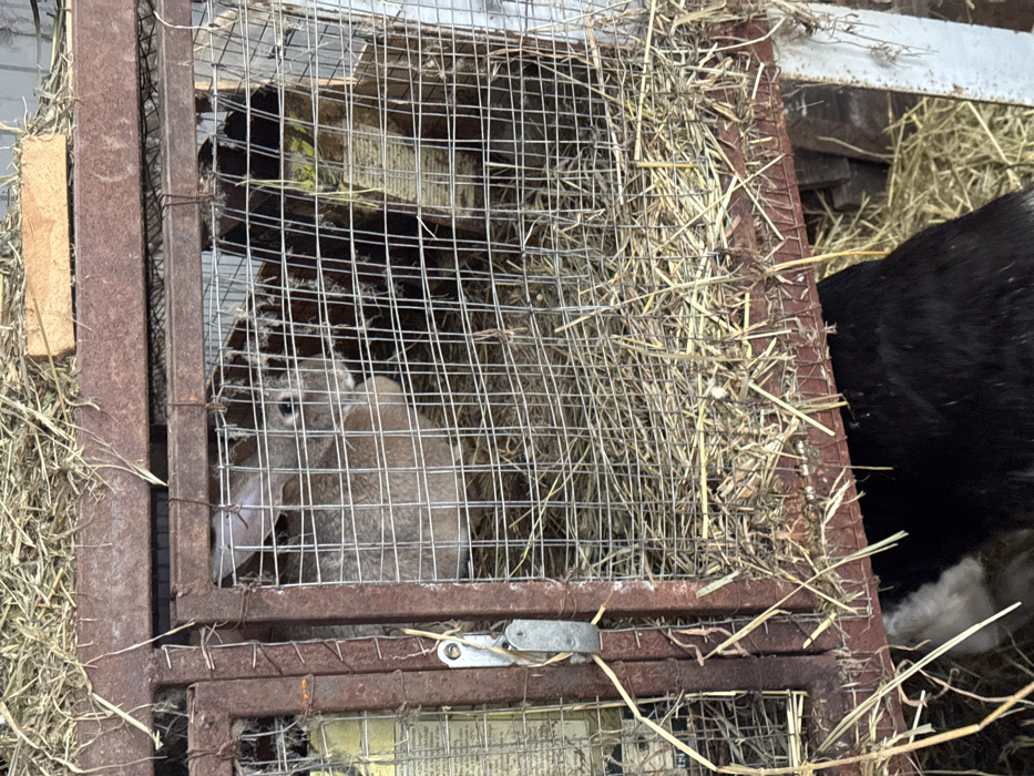 This image depicts a rustic animal enclosure in the city of Probuzhdenie, Russia. The primary focus is a rectangular cage constructed from rusted brown metal bars and wire mesh, containing two domestic rabbits. A light brown-grey rabbit with visible eyes and ears is positioned centrally within the cage, facing slightly left. Behind and to its right, a darker-furred animal, consistent with another rabbit, is partially visible. The floor of the cage is covered with a layer of hay/straw, which also extends over the top of the cage. A small, reddish-brown brick rests on the hay atop the cage. On the left side of the cage, a silver-colored metal latch secures the cage door. Fragments of printed material, possibly newspaper, are visible through the wire mesh behind the latch. Beneath the main cage, a dark-furred animal with a white patch on its head/neck is partially visible, obscured by the cage structure. More hay/straw is scattered on the ground directly beneath and around the cage. The background is indistinct, showing a light-colored structure to the upper right.