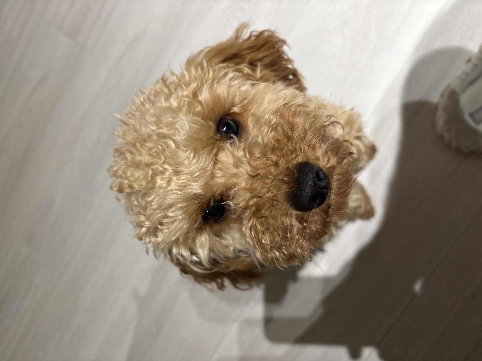 The image, taken in an indoor setting located in Sofia, Bulgaria, features a light brown to tan curly-coated domestic canine. The canine's head and upper torso are visible, positioned centrally, looking directly upward towards the camera. It possesses dark, round eyes and a prominent black nose. No human subjects are visible. The environment consists of a light-toned wooden floor with visible planks, illuminated by an unseen light source casting a soft shadow of the canine and potentially an unseen individual or object on the floor in the foreground. A small portion of a light-colored, fuzzy object, possibly footwear, is partially visible and out of focus in the bottom right corner.