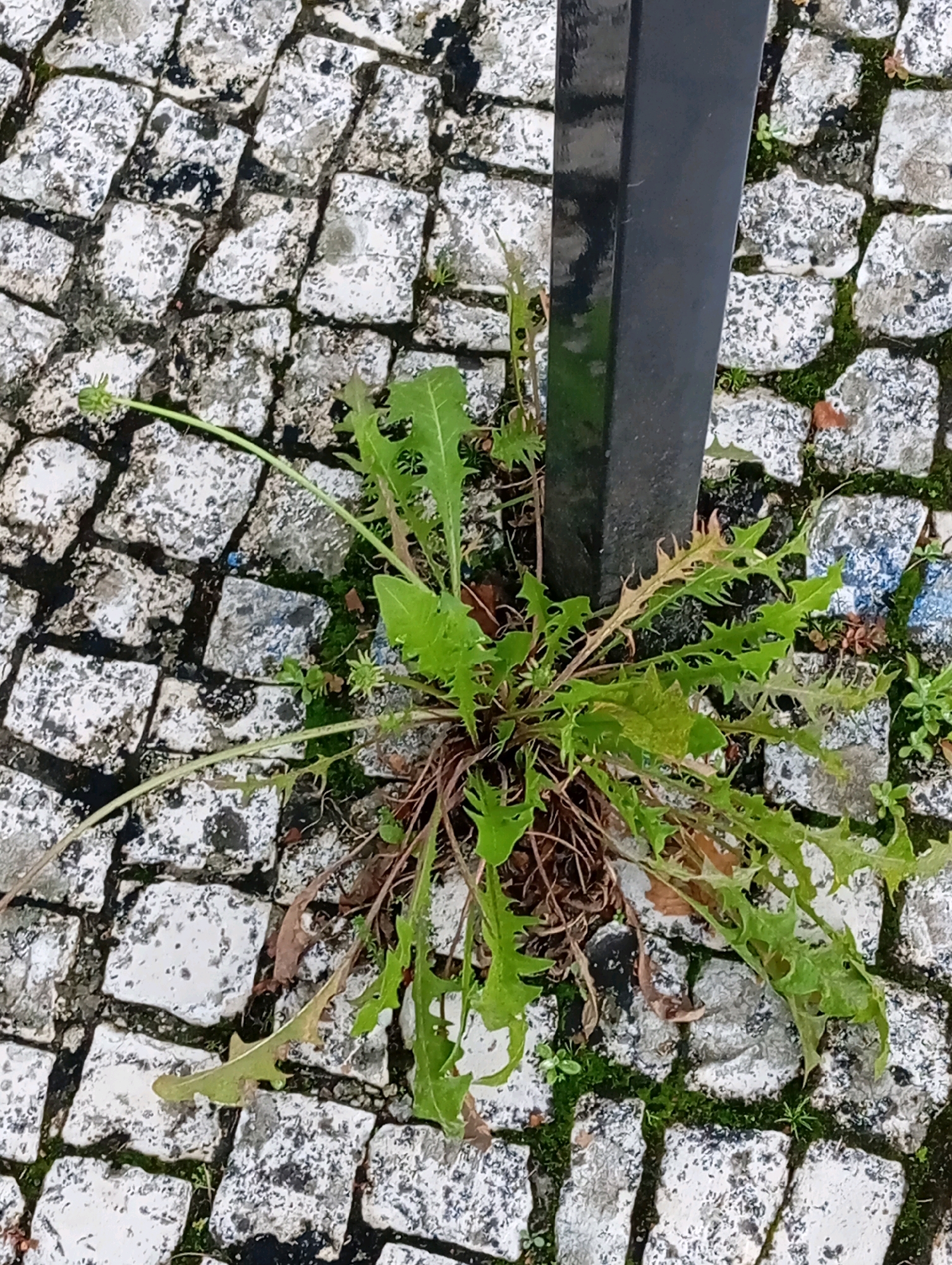 A close-up, overhead view captures a cluster of green dandelions growing from a cobblestone ground near a dark gray metal post. The cobblestones are irregular in shape and size, with a mottled gray and white appearance, interspersed with patches of dark grout and moss. The dandelion plant is robust, with serrated leaves and a few undeveloped flower buds. The metal post is positioned vertically on the right side of the frame. The scene appears to be outdoors in an urban environment. This image was taken in Viseu, Portugal.
