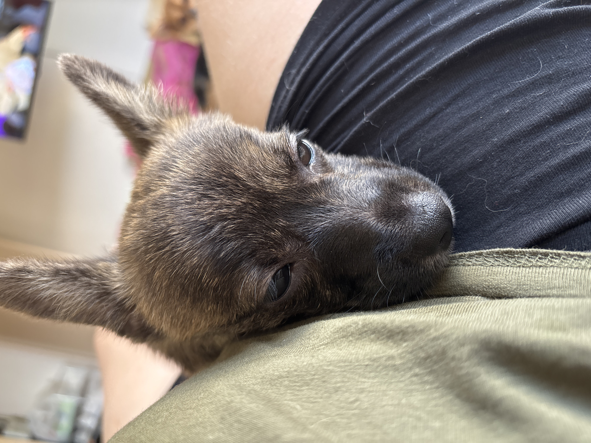 A close-up, eye-level shot shows a small puppy with brindle fur resting its head on a person's lap. The puppy's face is partially obscured by the folds of a light green fabric. Its dark eyes are looking down, and its wet nose is visible. The person's legs are covered by black fabric, which appears to have some pet hair on it. The background is blurred, showing hints of furniture and a television screen with an image on it. The setting is indoors, likely a home, and no specific landmarks of Razdolnoye, Russia, are visible.