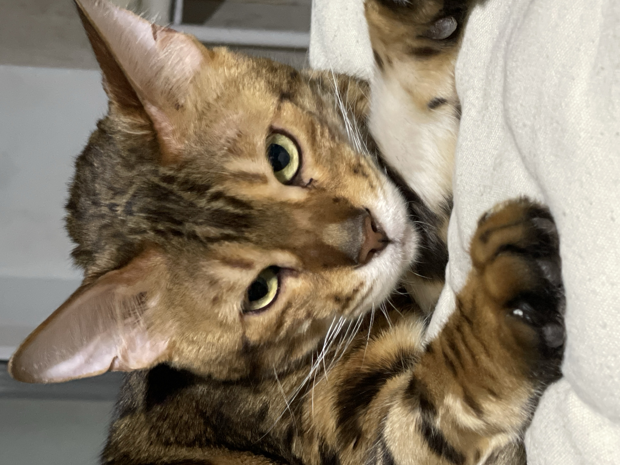 A domestic cat, likely a Bengal breed, is the sole subject of this close-up, portrait-style photograph. The cat has striking gold-green eyes, a pinkish-brown nose, and long white whiskers. Its fur exhibits a distinctive rosette and striped pattern in shades of brown, tan, and black.
The cat's head is tilted to its left, and it is looking directly towards the camera with an alert and curious expression. Its upright, pointed ears are visible, with the inner part of one ear showing delicate pink skin and fine hairs, along with a few small, dark spots. The cat's front paws are visible on the right side of the frame, resting against or lightly grasping a plush, off-white fabric, possibly a blanket or cushion. The fabric appears soft and textured.
The background is softly blurred, presenting a light grey and indistinct surface, suggesting an indoor setting. There are no visible objects or details in the background that provide specific location cues or a sense of the time of day. The lighting is soft and frontal, illuminating the cat's face and highlighting its intricate fur patterns. There is no visible text in the image.