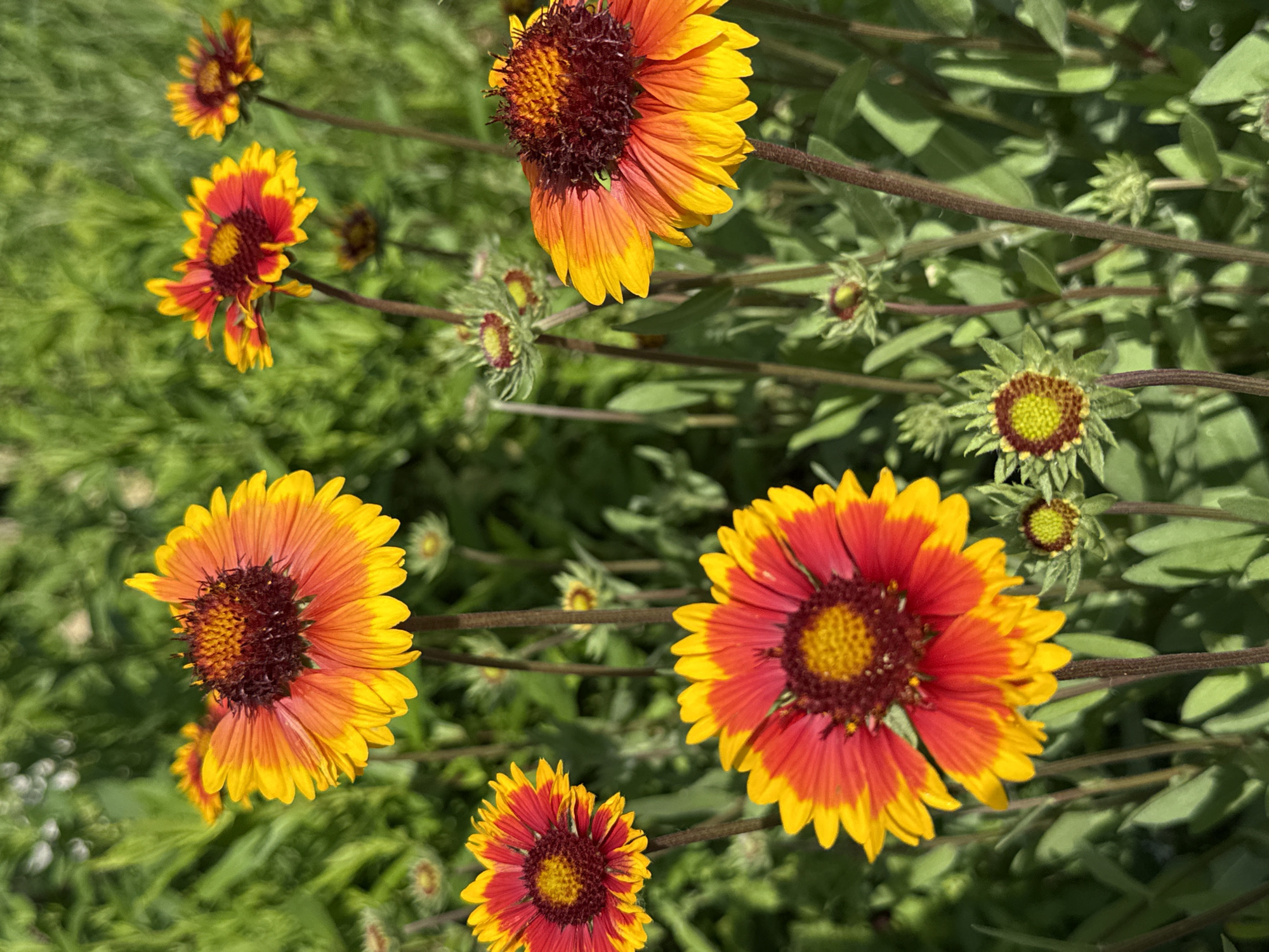 This is a close-up, eye-level, vertical, natural light photograph of several Gaillardia flowers, also known as blanket flowers, in bloom. The flowers are predominantly orange and yellow with deep red centers. Some flowers are fully open, displaying their ray florets, while others are buds in various stages of development, still enclosed in green sepals. The background is a soft blur of green foliage, suggesting a garden or natural setting. The image does not contain any people or man-made structures. The specific location in the city of Chaikovsky, Russia, cannot be determined from the visual information provided in the image.