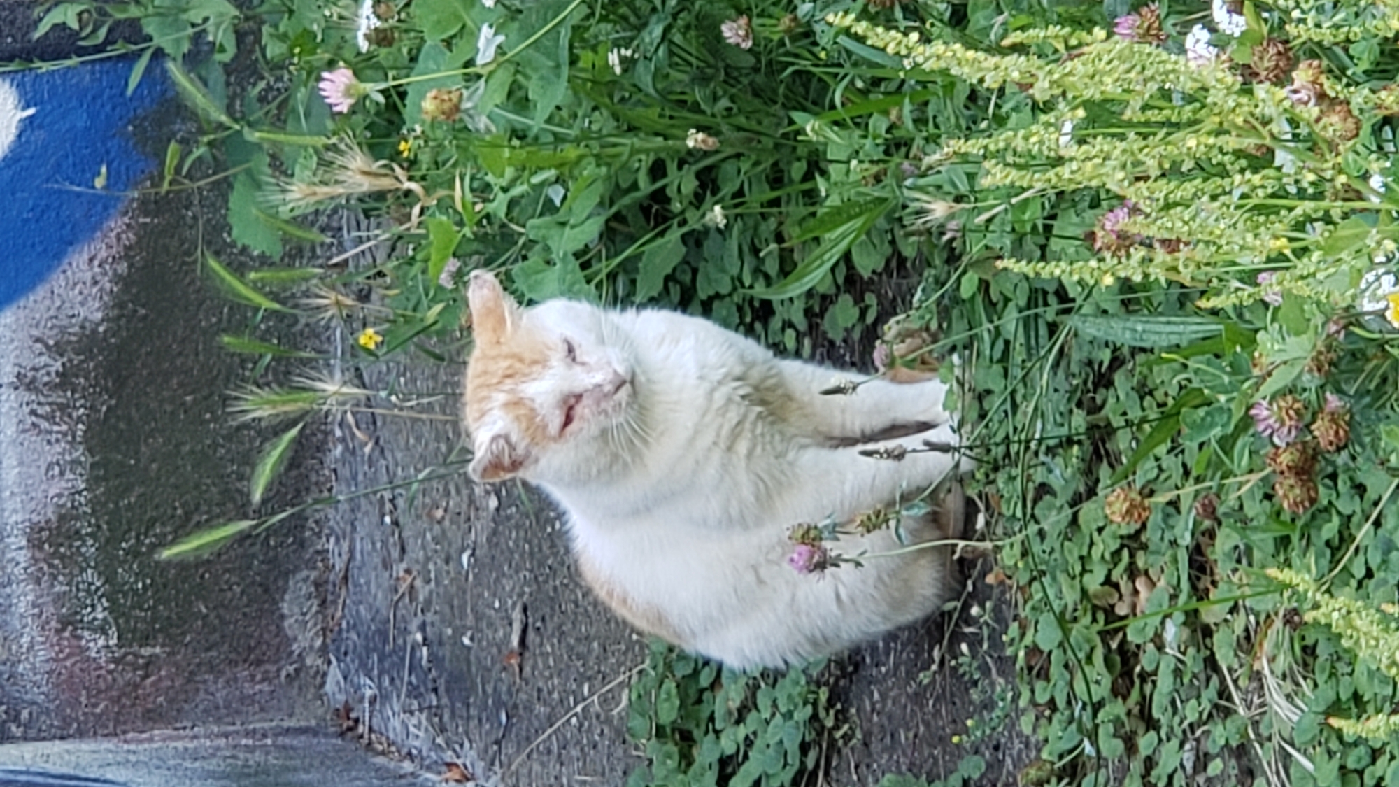 An outdoor, eye-level shot captures a medium-sized, white and orange cat with a visibly irritated eye, sitting amongst lush green foliage and scattered small pink and white wildflowers. The cat is positioned in the center of the frame, facing slightly to the right, with its body angled towards the viewer. Its fur appears somewhat disheveled, and its head is bowed, giving it a weary appearance. Behind the cat, a rough, gray concrete wall with blue and pink graffiti is visible, suggesting an urban or semi-urban environment. The ground is covered in a dense mat of green clover-like plants, with thin, reedy grasses and wildflowers interspersed throughout. The lighting suggests it is daytime, likely overcast, as there are no strong shadows. The scene does not depict any people or specific identifiable landmarks that would pinpoint a location within the city of Prešov, Slovakia.