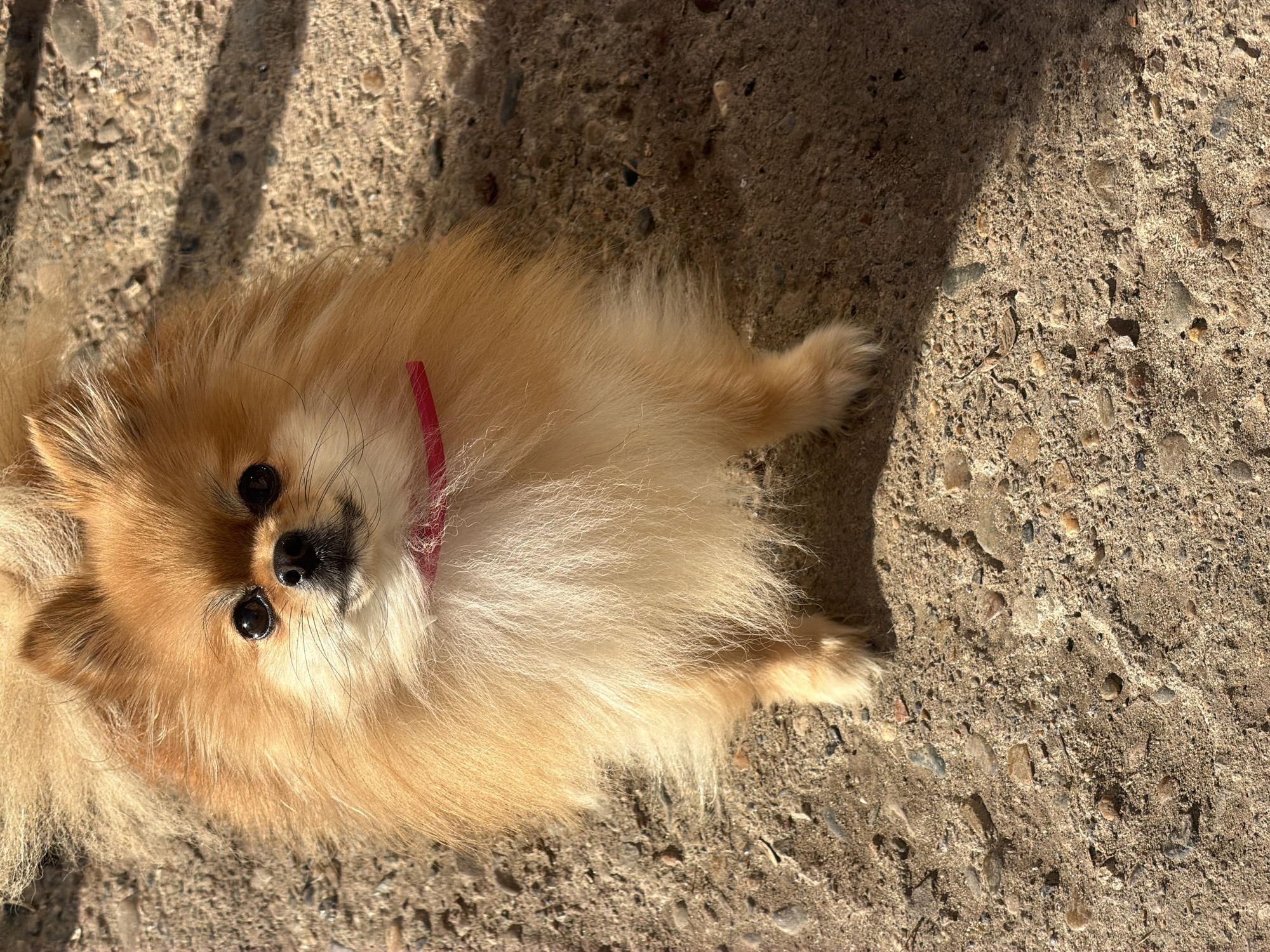 A tan Pomeranian dog with a pink collar lies on a concrete surface with exposed aggregate, possibly a sidewalk or patio. The dog is facing the camera with its head tilted slightly. A shadow covers part of the concrete surface. It is impossible to verify the dog's location as Chaikovsky, Russia.