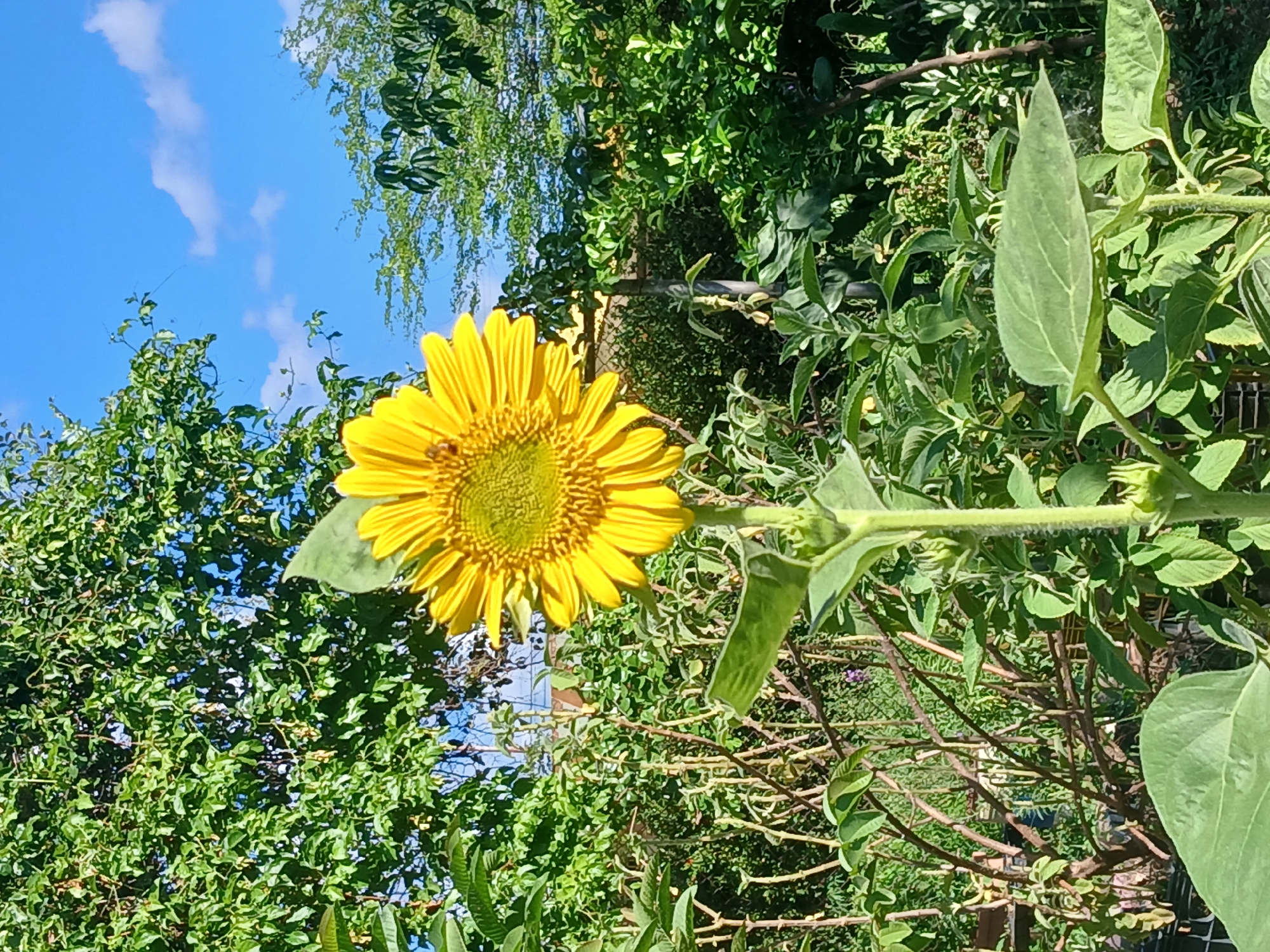 A bright yellow sunflower stands tall in the center of the frame, its petals radiating outwards from a textured green center. A small, dark-colored insect, possibly a bee, is visible on one of the petals near the top left of the flower head. The sunflower is surrounded by lush green foliage, with large leaves and thin, brown stalks. In the background, dense green trees create a natural backdrop, with glimpses of a bright blue sky dotted with white clouds. The scene suggests an outdoor setting, likely a garden or natural area, with the sunlight illuminating the sunflower and its surroundings. The provided crops do not offer any further context for the specific location within Puerto Ordaz, Venezuela, but the image itself depicts a vibrant botanical scene.