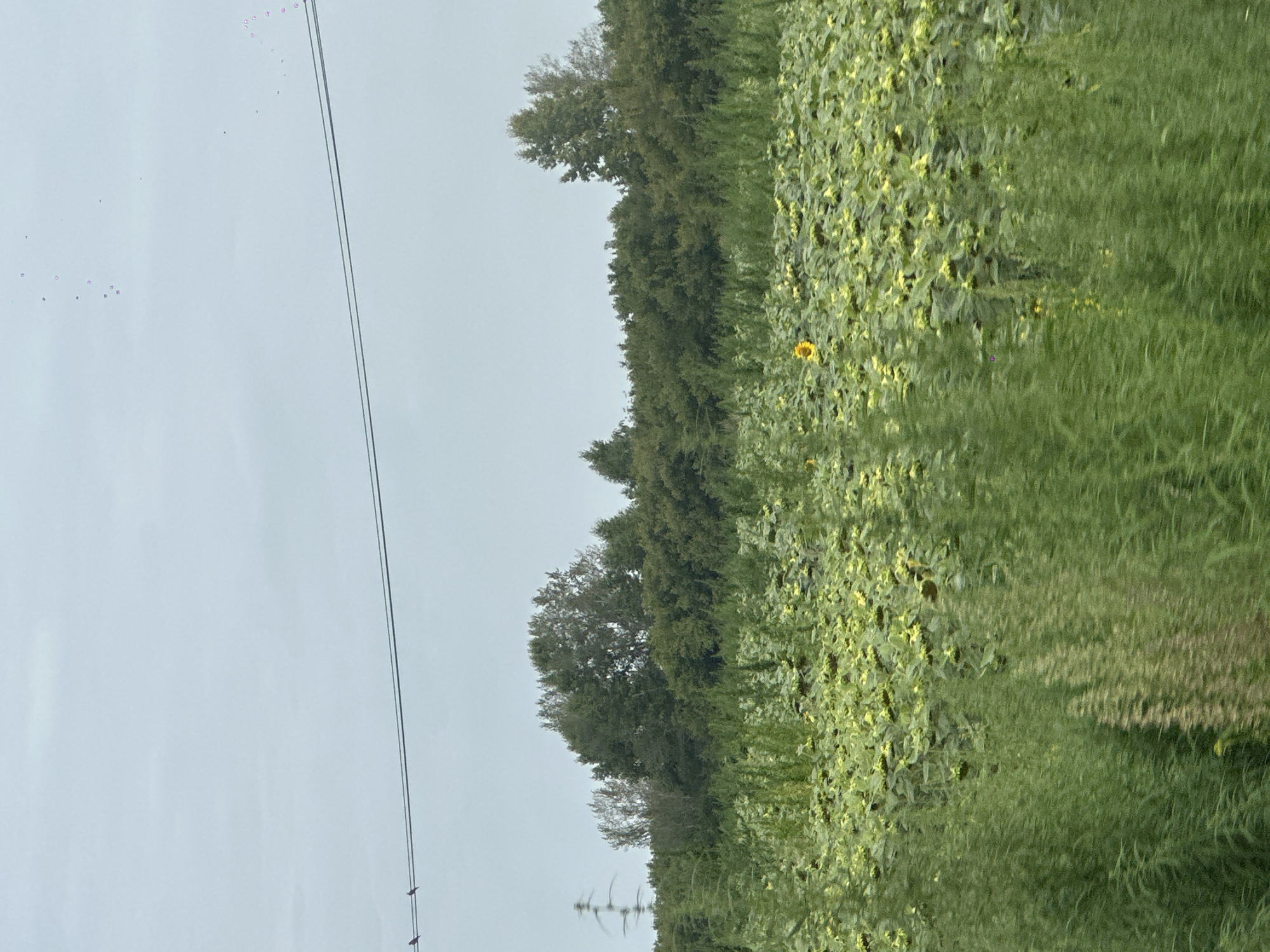 The image shows a panoramic view of a field of sunflowers on a cloudy day. The field is dense with green foliage and interspersed with yellow sunflowers, many of which are facing downwards, suggesting they are past their peak bloom. In the foreground, taller green plants create a blurred effect. Beyond the sunflower field, a line of trees forms a dense, dark green forest. In the far distance, a power line stretches horizontally across the sky, with two small birds perched on it. The sky is overcast and pale blue. There is a power pylon visible to the left of the frame. The scene appears to be in a rural or semi-rural area.