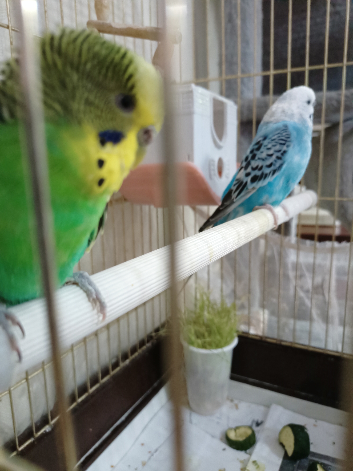 The image shows two budgies in a cage. One budgie is green and yellow, and the other is blue and white. The budgies are perched on a white wooden dowel. In the background, there is a white feeder and a small pot of grass. The cage is made of metal bars. The image does not contain any information about the location in the city of Almaty, Kazakhstan.