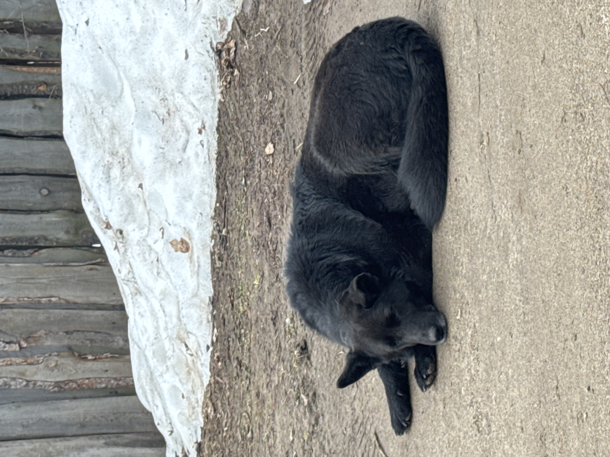 A black dog is lying curled up on a paved surface. To the left, there is a pile of melting snow adjacent to a wooden structure. The ground is dirt and gravel, suggesting an outdoor environment in Chaikovsky, Russia. No people are visible in the image.