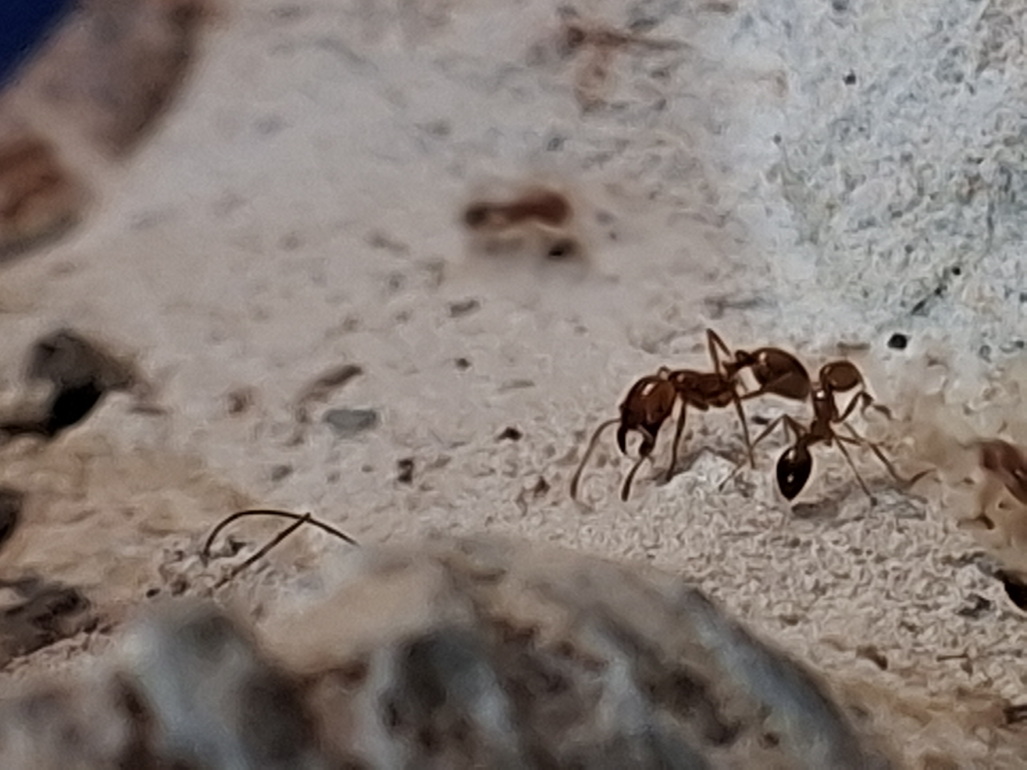 A macro photograph captures a close-up of two ants on a textured, light-colored surface. The ants are reddish-brown with dark, glossy abdomens and segmented bodies, clearly in focus in the middle-right of the frame. One ant faces the other, with its antennae extended, suggesting interaction or communication. The surface beneath them is rough and uneven, appearing to be dry earth, stone, or concrete, with shades of light beige, off-white, and subtle gray tones, indicating a natural or outdoor environment. In the lower-left foreground, a thin, dark, curved hair-like object is visible. Other parts of the image, including the foreground and background, are out of focus, creating a shallow depth of field that highlights the ants. A blurry reddish shape in the upper-middle background might be another ant. There is no visible text in the image. The scene likely takes place in Kutaglumpang, Indonesia.