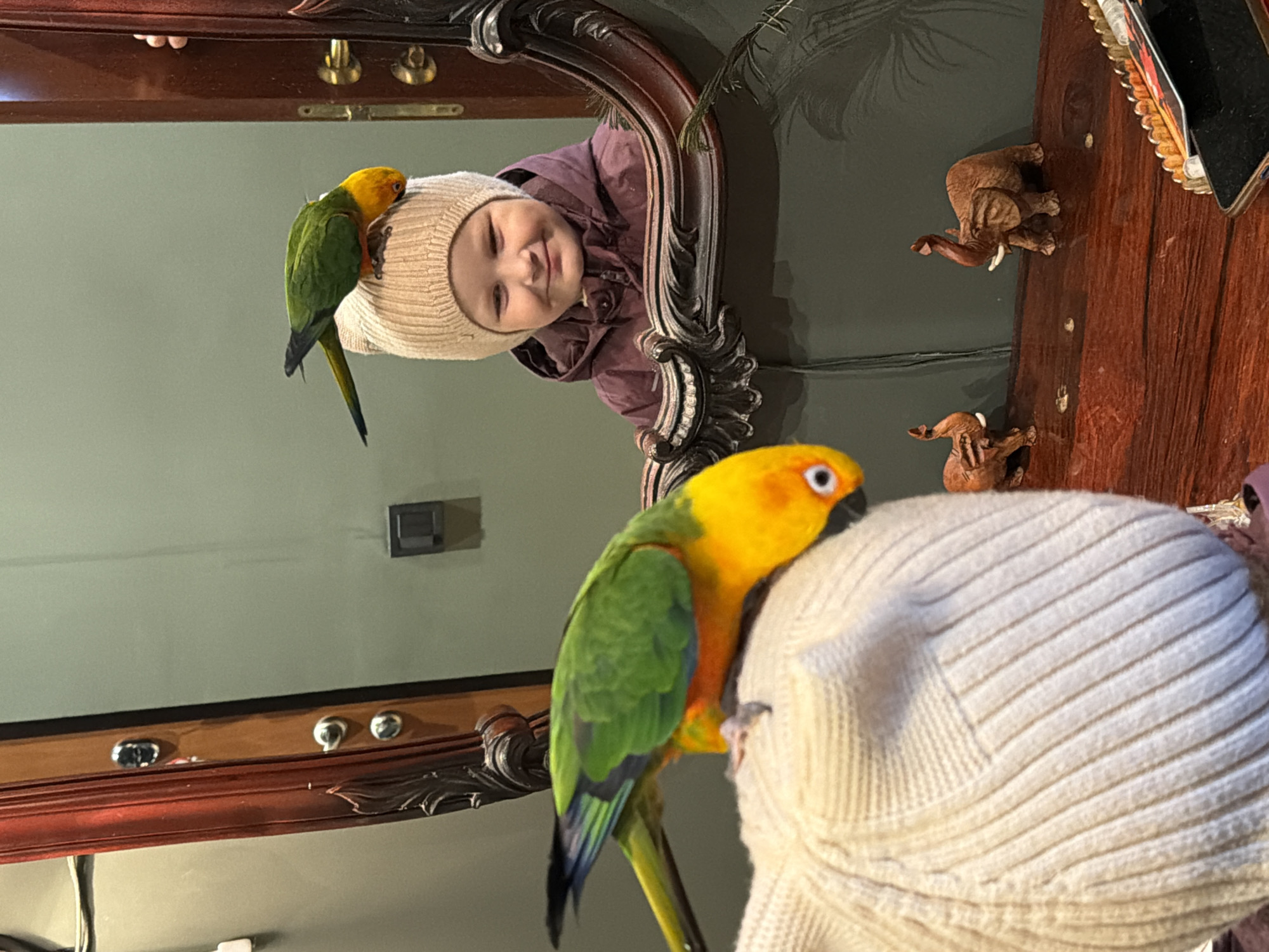 This indoor photograph, taken in Khimki, Russia, captures a heartwarming moment between a young child and two colorful parrots. The image is oriented sideways, but if viewed upright, it shows a child seen in a large, ornate wooden mirror, with the back of their head and a parrot in the foreground.
In the mirror's reflection, a baby or toddler with a cheerful, closed-mouth smile and squinting eyes is visible. The child wears a cream-colored, ribbed knit beanie and a purple or maroon winter jacket. Perched on the child's head, also reflected in the mirror, is a vibrant Sun Conure parrot, characterized by its bright yellow, orange, and green plumage.
In the foreground, outside the mirror's reflection, the back of what appears to be the same child's head (wearing a matching cream knit beanie) is visible. Another Sun Conure parrot is perched comfortably on this beanie, facing left and away from the mirror. Its yellow head and orange chest are prominent, contrasting with its green wings.
The mirror itself has a dark, intricately carved wooden frame. To the right of the mirror's reflection, on a dark wooden surface (possibly a console table or shelf), two small, dark-colored elephant figurines with white tusks are placed. The background consists of a plain, light green or grey-green wall. The lighting suggests an indoor daytime scene, with a warm and intimate atmosphere. The child's happy expression is a notable detail, conveying joy and engagement with the parrots. There is no visible text in the image.