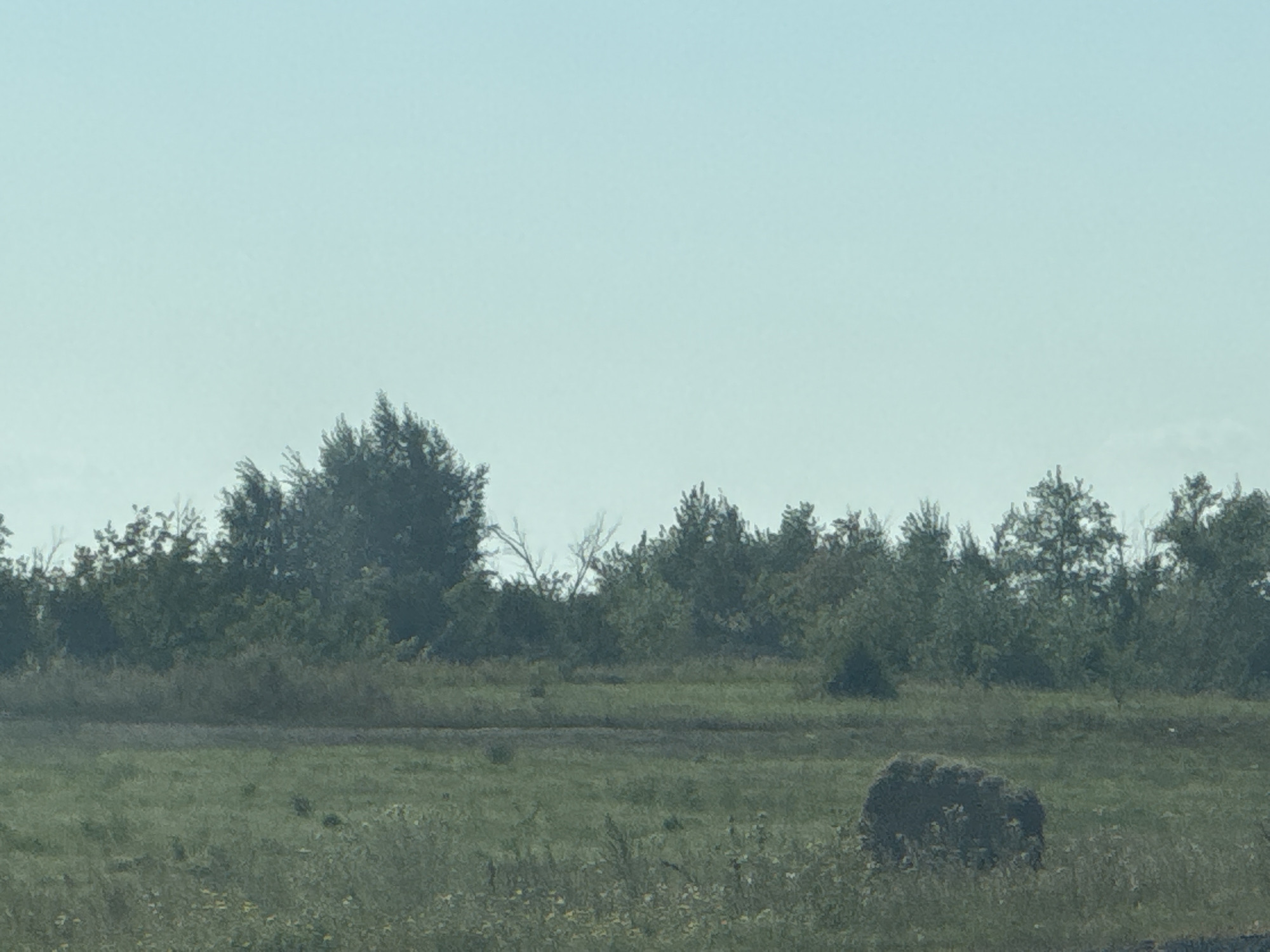 The image depicts a rural landscape under a clear, pale blue sky. In the foreground, a field of tall, green grass with scattered yellow wildflowers stretches across the lower portion of the frame. To the right of the field, a single, dark, roughly spherical bale of hay rests on the ground, partially obscured by the grass. The middle ground features a dense line of trees and shrubs, predominantly green with some areas of darker foliage, forming a natural barrier. The background is dominated by the vast, uninterrupted sky. The scene appears to be an open field adjacent to a wooded area, possibly on the outskirts of a settlement like Perevolotsky, Russia. There are no people or animals visible in the image, and no discernable structures or man-made objects apart from the hay bale.
