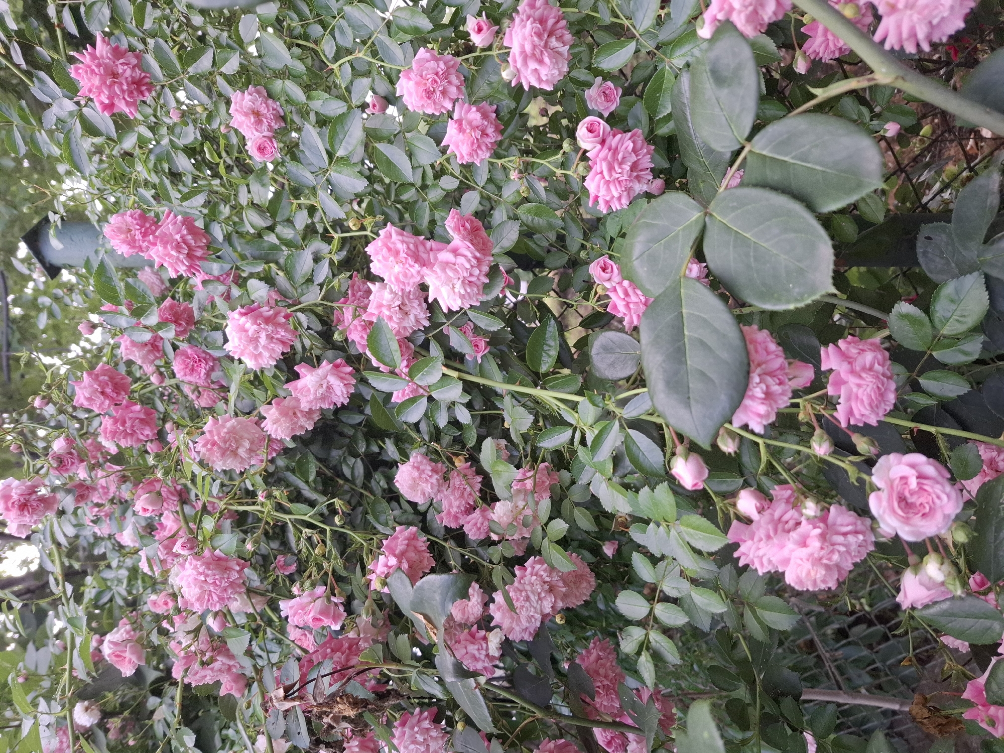 The image shows a dense cluster of pink roses in bloom, intertwined with green foliage. The roses appear to be a variety with multiple small petals, creating a fluffy appearance. Some roses are fully open, while others are in bud or partially opened. The background is a mix of darker green leaves and some lighter, out-of-focus areas that suggest an outdoor setting, possibly a garden or park. There is a glimpse of a metal fence in the lower left portion of the image. A dark green, birdhouse-like structure is visible in the upper center of the image. The lighting suggests it is daytime, with soft, diffused light. The scene is static and shows a natural arrangement of the rose bush. The location is identified as Malko Asenovo, Bulgaria, implying this is a scene from that specific place.