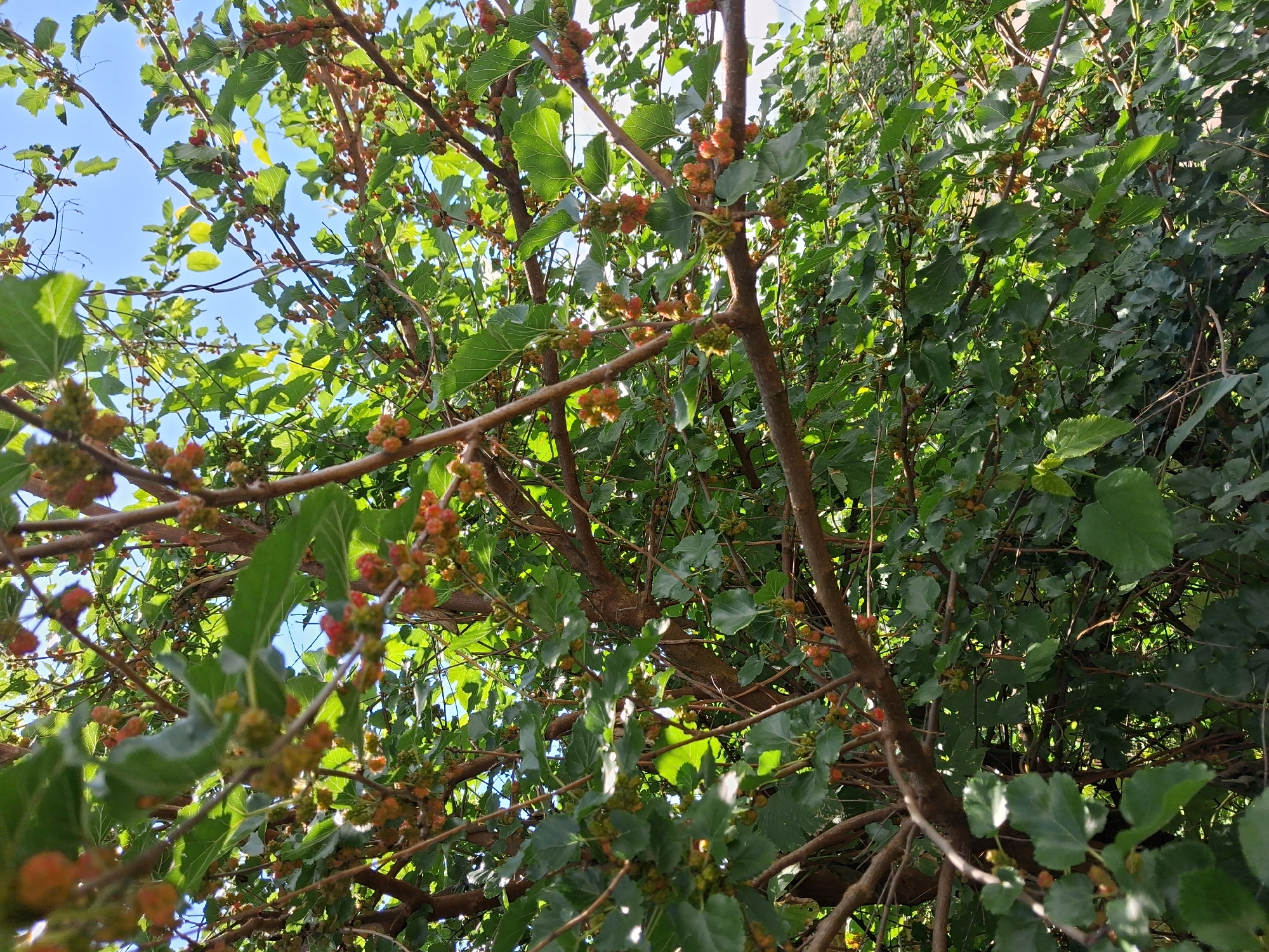 The image shows a close-up view of a mulberry tree with numerous ripening mulberries. The mulberries are in various stages of development, with some appearing green, others reddish-orange, and a few darker red. The tree is dense with green leaves, and sunlight filters through the canopy, creating highlights and shadows. The branches are brown and woody. The background is a clear blue sky. The perspective is looking upwards into the tree. This scene is likely located in Krolevets, Ukraine, given the context provided.