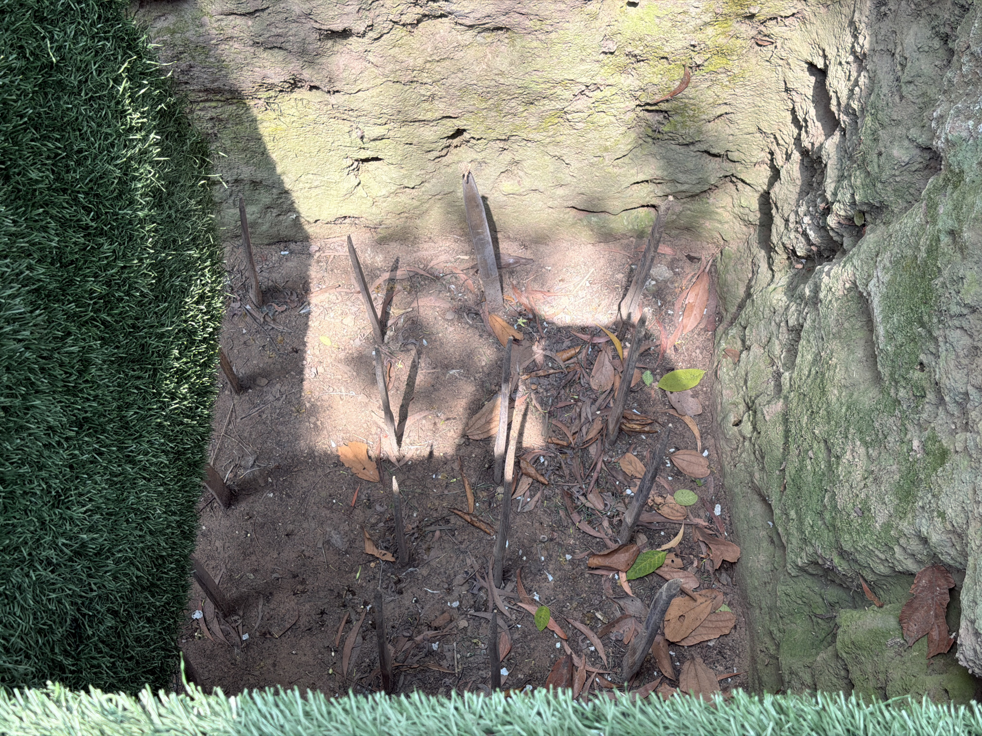 The image provides an overhead perspective of an excavated pit or trench, likely a replica or exhibit, bordered on the left by artificial green grass and on the right and top by natural, rough earth or rock formations. The earthy walls exhibit textures and some light green moss or lichen.
The floor of the pit is composed of dark brown soil, sparsely covered with dried brown leaves and a few fresh green leaves. Numerous sharpened wooden or bamboo stakes, varying in height and angle, protrude from the ground. These stakes feature distinct points, strongly resembling punji sticks, a type of booby trap historically associated with the Vietnam War, particularly relevant given the Ho Chi Minh City, Vietnam context.
The scene is brightly lit by direct sunlight, casting sharp shadows from the stakes and the pit's edges, indicating clear, daytime weather. The presence of artificial grass along the left and bottom edges suggests this area is part of a managed or exhibited space. There is no visible activity or text in the image.