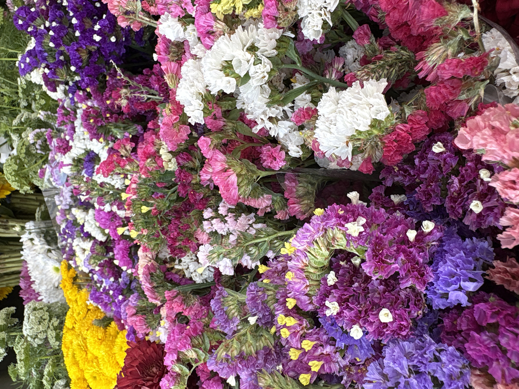 This image is a close-up shot of a variety of colorful Statice flowers (Limonium sinuatum). The flowers are densely packed together and include shades of white, pink, purple, yellow, and red. The lighting is natural and soft, highlighting the texture and color variations of the flowers. The location is likely a flower market in Mexico City, Mexico, though the image does not explicitly show anything that proves this location.