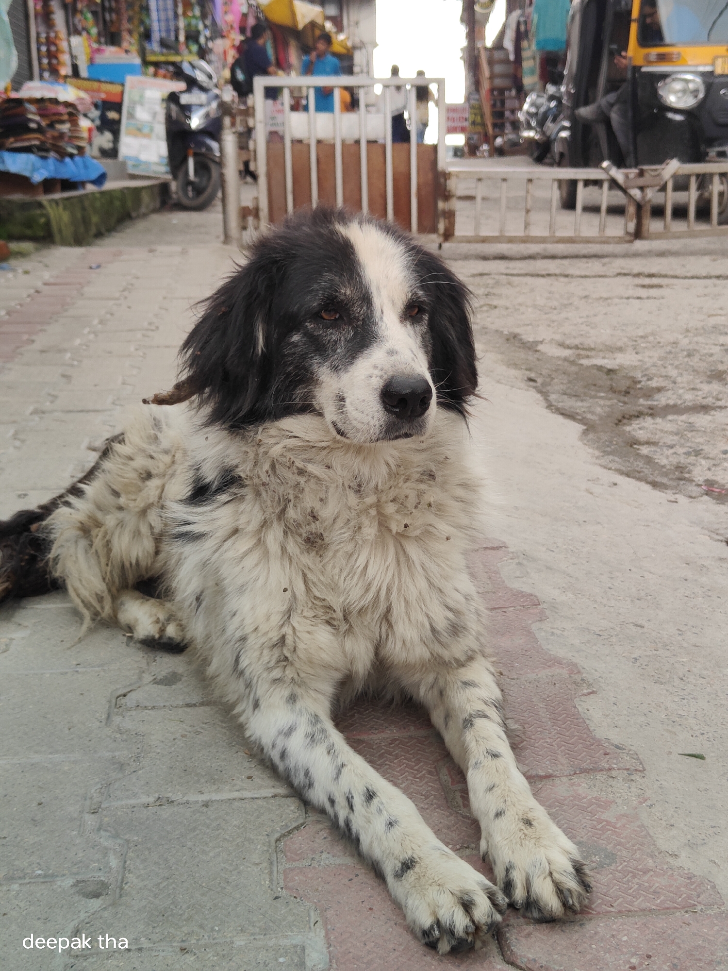 A black and white dog lies on a paved sidewalk in Vashisht, India. The dog is long-haired and appears dirty, with black patches on its white fur. It is lying down with its front legs extended forward. In the background, there are shops with merchandise displayed outside, a parked scooter, a white metal gate, and an auto-rickshaw. Several people are visible in the background, some standing near the shops and others near the gate. The sidewalk is made of concrete tiles with some red patterned tiles interspersed. The overall environment suggests a street in a busy town.