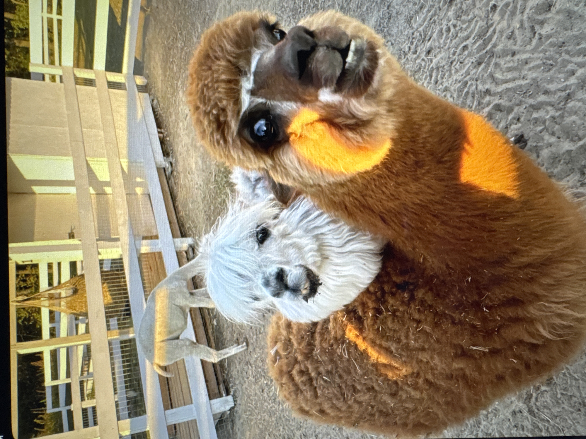 Two alpacas are in an outdoor pen. The alpaca in the foreground is brown and fluffy, with its head tilted up and its mouth open, showing its teeth. Its eyes are large and dark, and its ears are visible. The second alpaca, which is white and also fluffy, is partially obscured by the brown alpaca, with its head resting on the larger alpaca's back. This alpaca's eyes are also visible, and it appears to be looking at the camera.
In the background, a light-colored fence runs horizontally across the frame. Beyond the fence, there is a structure with vertical and horizontal white bars, possibly part of a building or enclosure. There are also hints of green foliage and trees visible through the fence. The ground is covered in a sandy or gravelly material.
The lighting suggests it is daytime, with a warm, golden light hitting the alpacas, particularly the brown one, indicating either early morning or late afternoon sun. The overall scene appears to be a farm or an animal sanctuary. There is no visible text in the image.