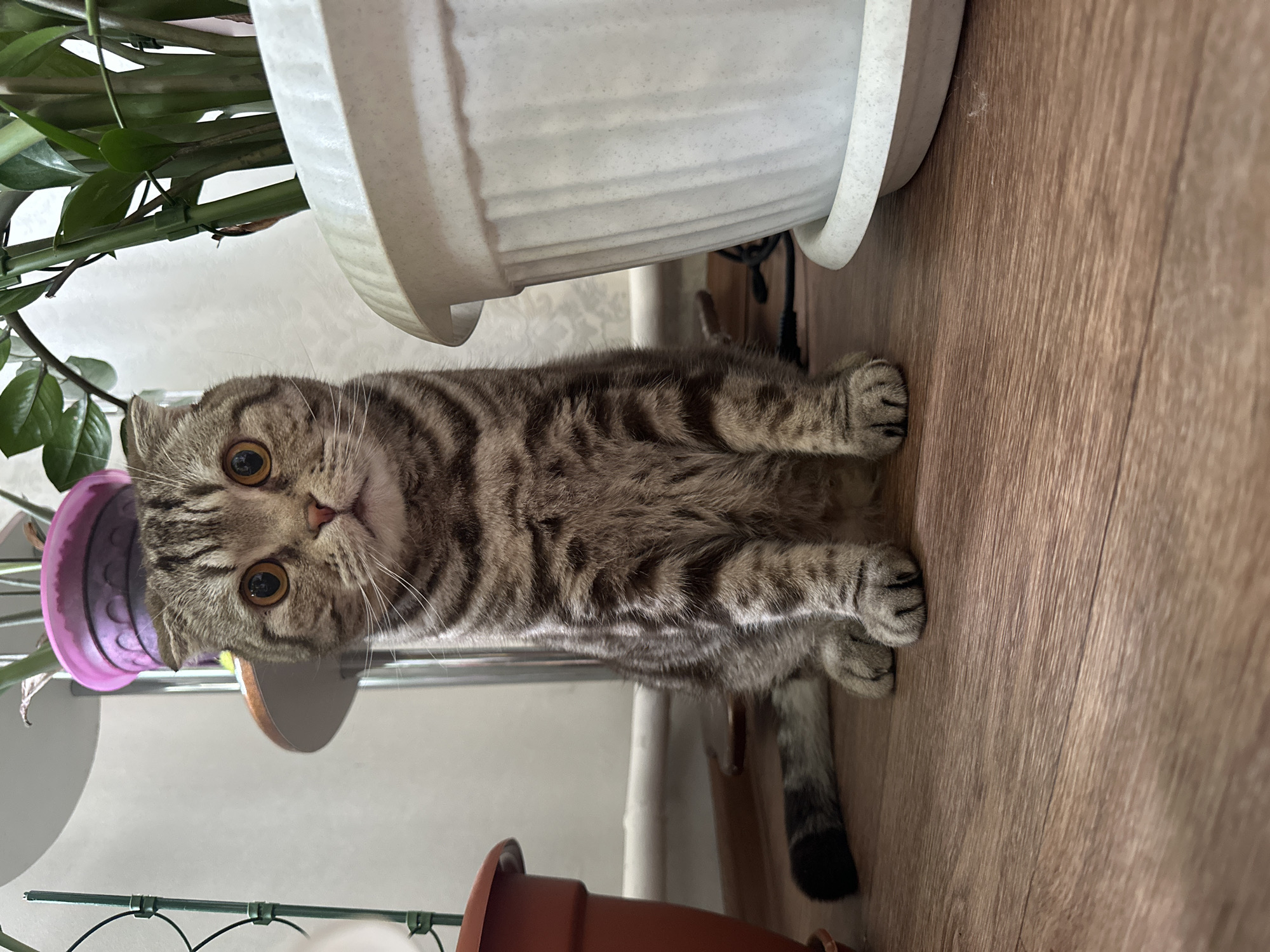 A medium shot shows a tabby cat between various potted plants on a wooden surface. The cat is facing the camera with its legs outstretched. A white potted plant is above the cat. Other potted plants are also visible in the foreground and background. The location is unspecified.