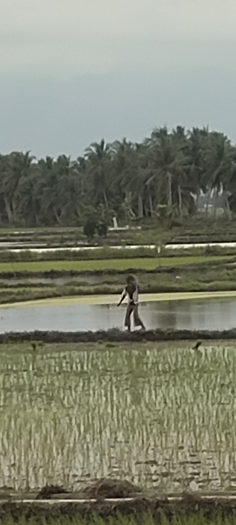 The image captures a scene in the rice fields of Aluegunto, Indonesia, under an overcast sky. A lone figure, appearing to be a young person, is walking through the shallow water of a flooded rice paddy. The individual is wearing dark pants and a lighter-colored top. The surrounding environment is characterized by the tiered cultivation of rice paddies, with a dense backdrop of palm trees. The water in the paddies reflects the muted sky and the greenery of the young rice plants. The foreground also shows rows of rice plants, some submerged in water. The overall impression is one of agricultural activity in a tropical setting.
