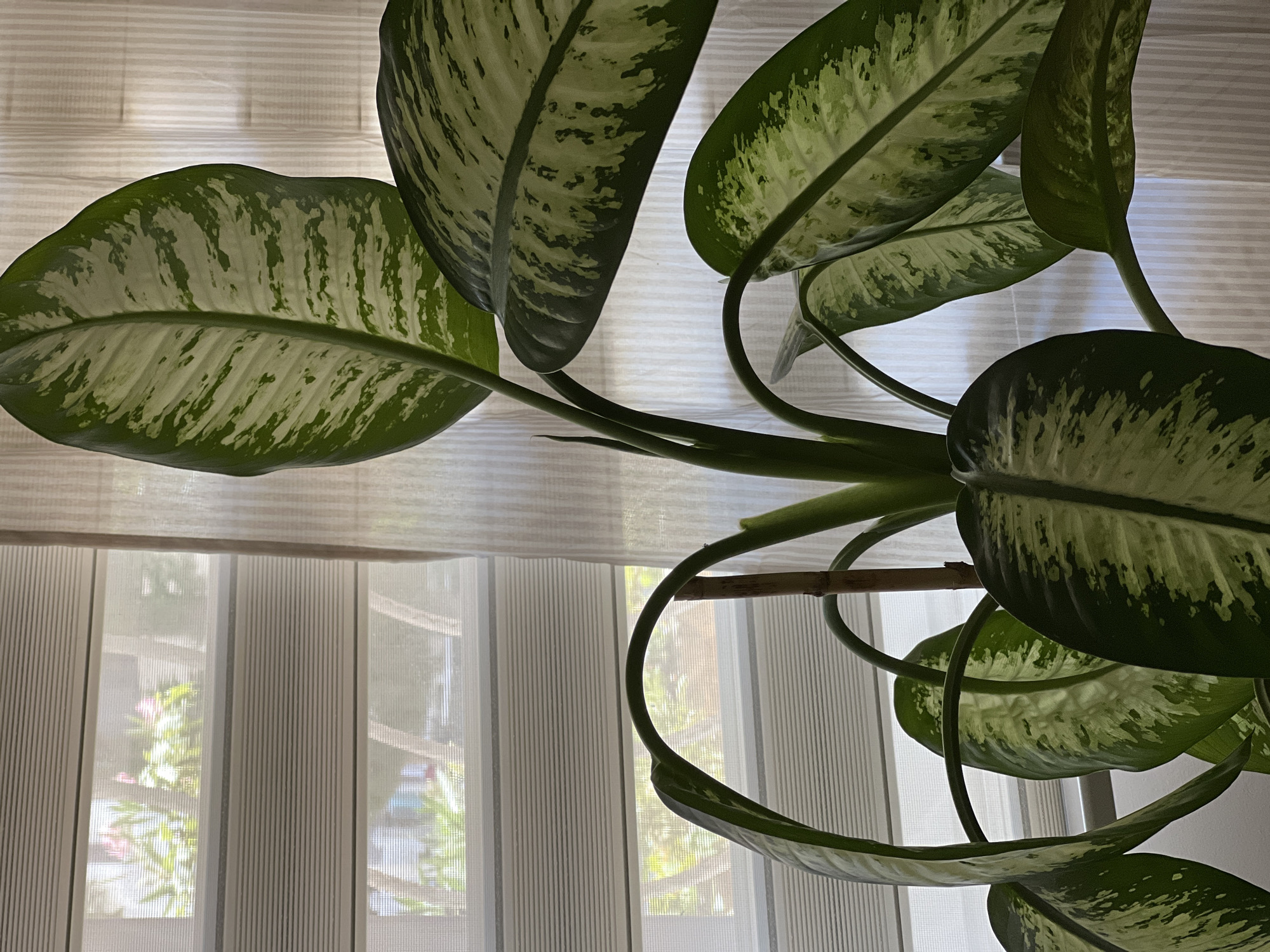 The image shows a close-up of a Dieffenbachia plant with large, variegated green and white leaves. The plant is positioned in front of a window with horizontal blinds and sheer curtains. The blinds are partially open, revealing a blurry view of greenery and possibly pink flowers outside. A wooden stake supports one of the plant's stems. The lighting suggests an indoor environment, possibly a home or office in Antalya, Turkey. There are no people or animals visible in the image.