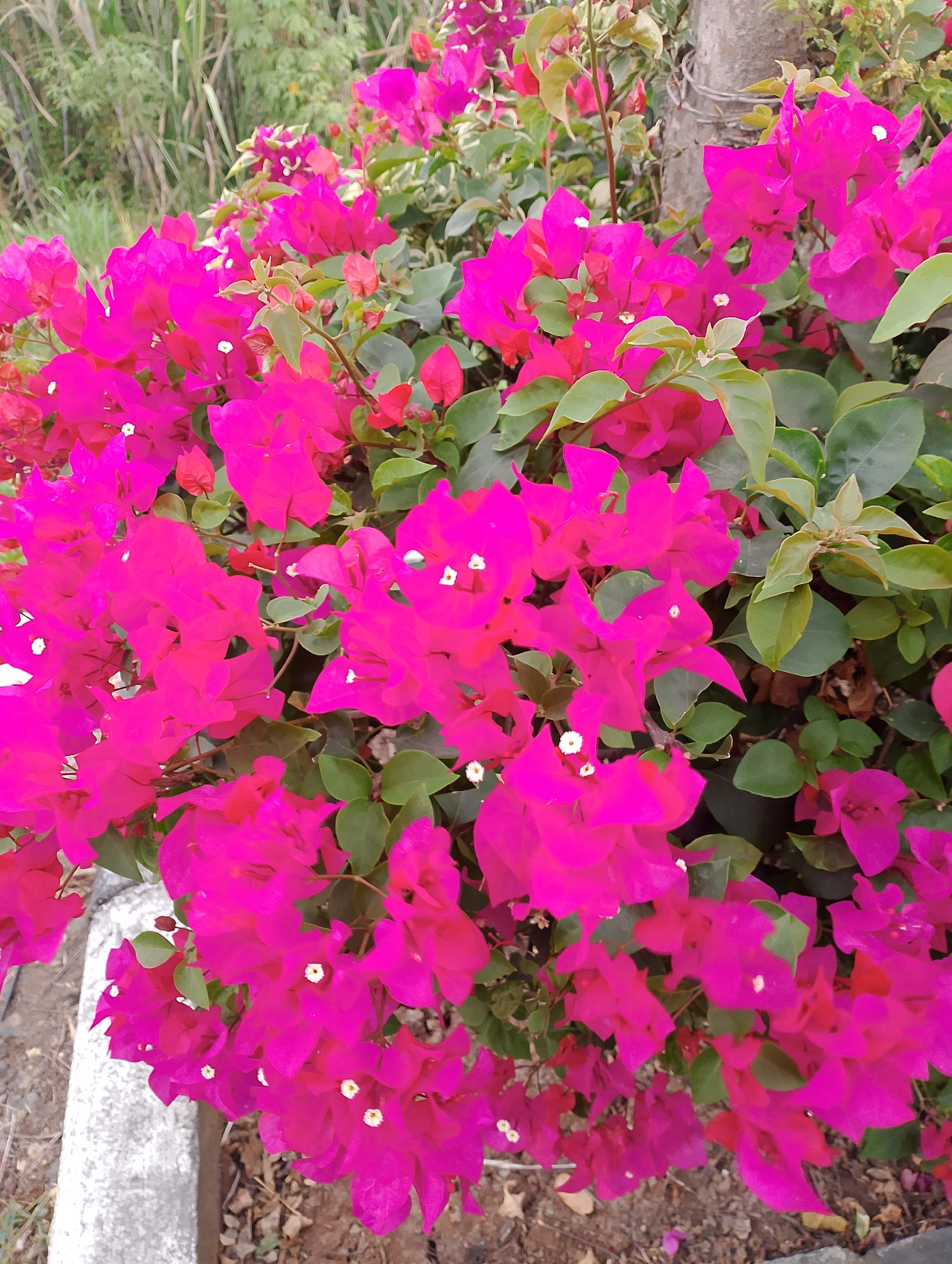 A close-up, eye-level, outdoor shot shows a cluster of vibrant magenta bougainvillea flowers with green leaves and stems. The flowers are in various stages of bloom, with some fully open and others in bud. A few small white centers are visible on some of the blooms. The background is blurred, with hints of green foliage and a light-colored, rough-textured object, possibly a planter edge or a wall, in the lower left corner. The ground appears to be covered in dirt and small stones. The scene suggests a natural or garden setting. The image's metadata does not provide specific location details beyond "Branggahan, Indonesia."