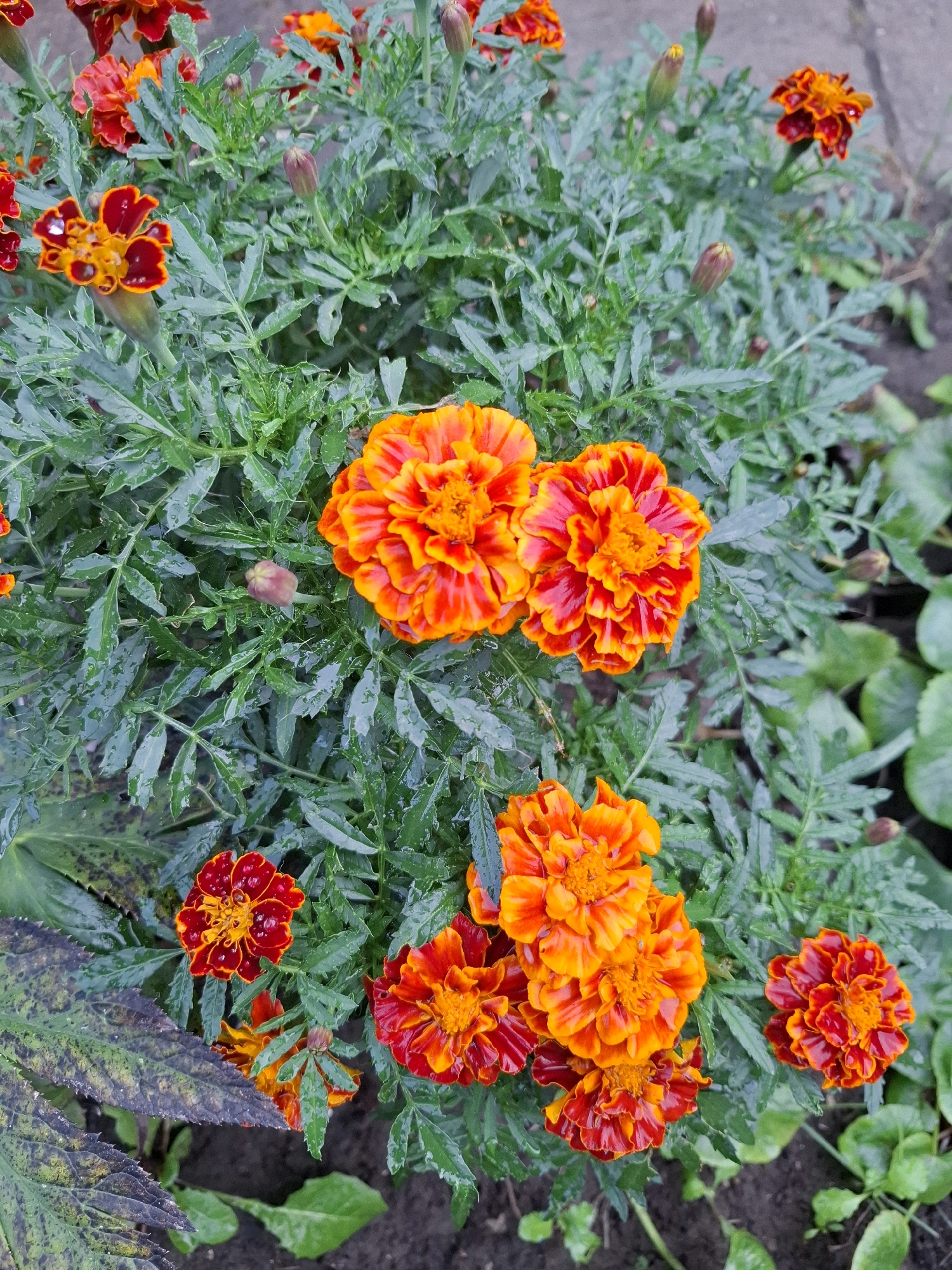 The image is a close-up, eye-level, full shot of a patch of marigold flowers with dark green, feathery foliage. The flowers are predominantly orange and red, with some variations in color intensity. Several of the flowers are in full bloom, showcasing their layered petals, while others are in bud form. The foliage appears wet, suggesting recent rain or dew. The background consists of dark soil and some other green leaves, possibly from a different plant. There are no people or animals visible in the image. The scene depicts a natural setting, likely a garden or park within the city of Tyumen, Russia.