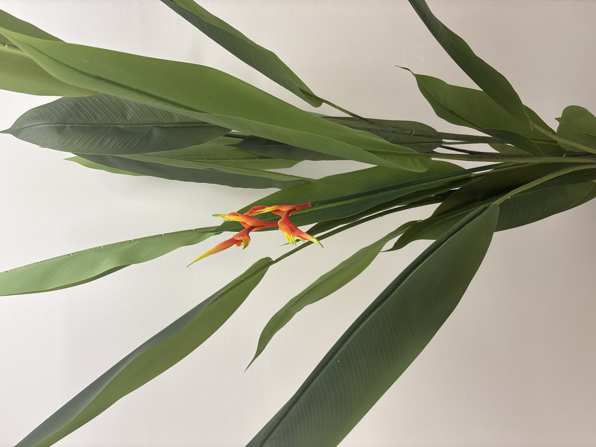 The image shows a close-up of a tropical plant, likely a heliconia, with large, green, lance-shaped leaves and vibrant orange and yellow flowers. The plant is set against a plain, light-colored background, possibly a wall. The lighting appears to be soft and diffused. There is no indication of location in Izhevsk, Russia, or any other specific place. The image is a still life composition focusing solely on the plant.