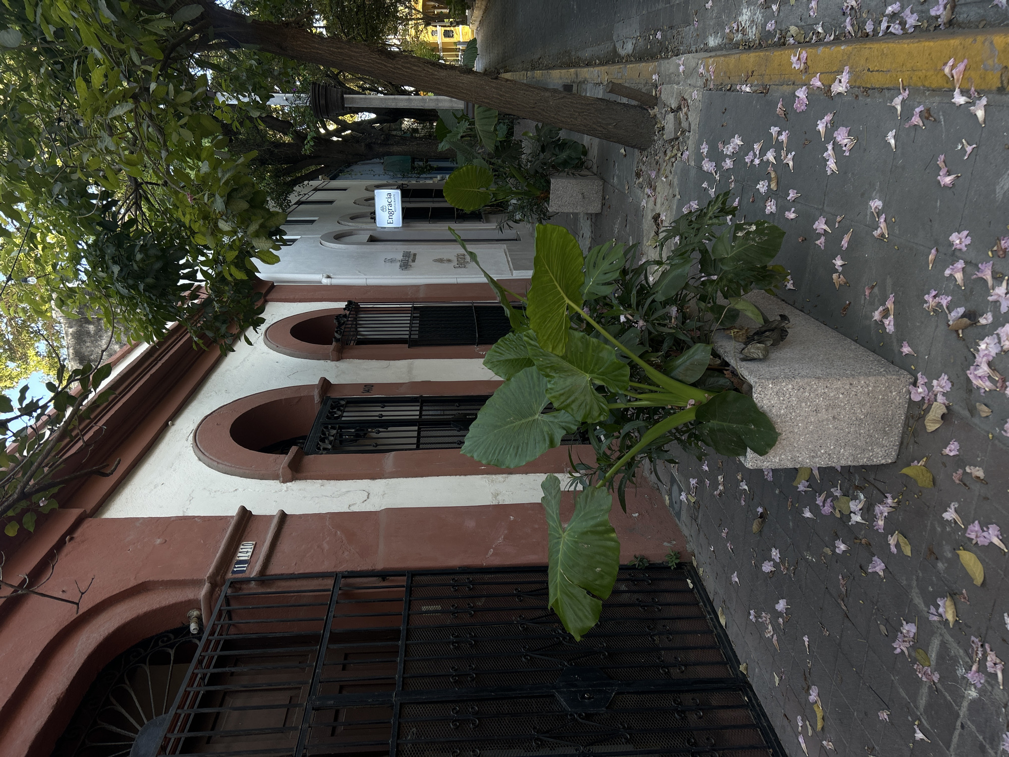 The image shows a street scene in Mazatlán, Mexico. A building with white walls and red-brown trim is on the left. The building has barred windows and decorative arched entrances. A small blue sign for "Engracia Restaurant" is visible on another building further down the street. A large green plant is in a square concrete planter next to the building. The sidewalk is littered with fallen purple flowers. A tree is to the left and above the building, with branches extending towards the street. The sidewalk has a yellow line.