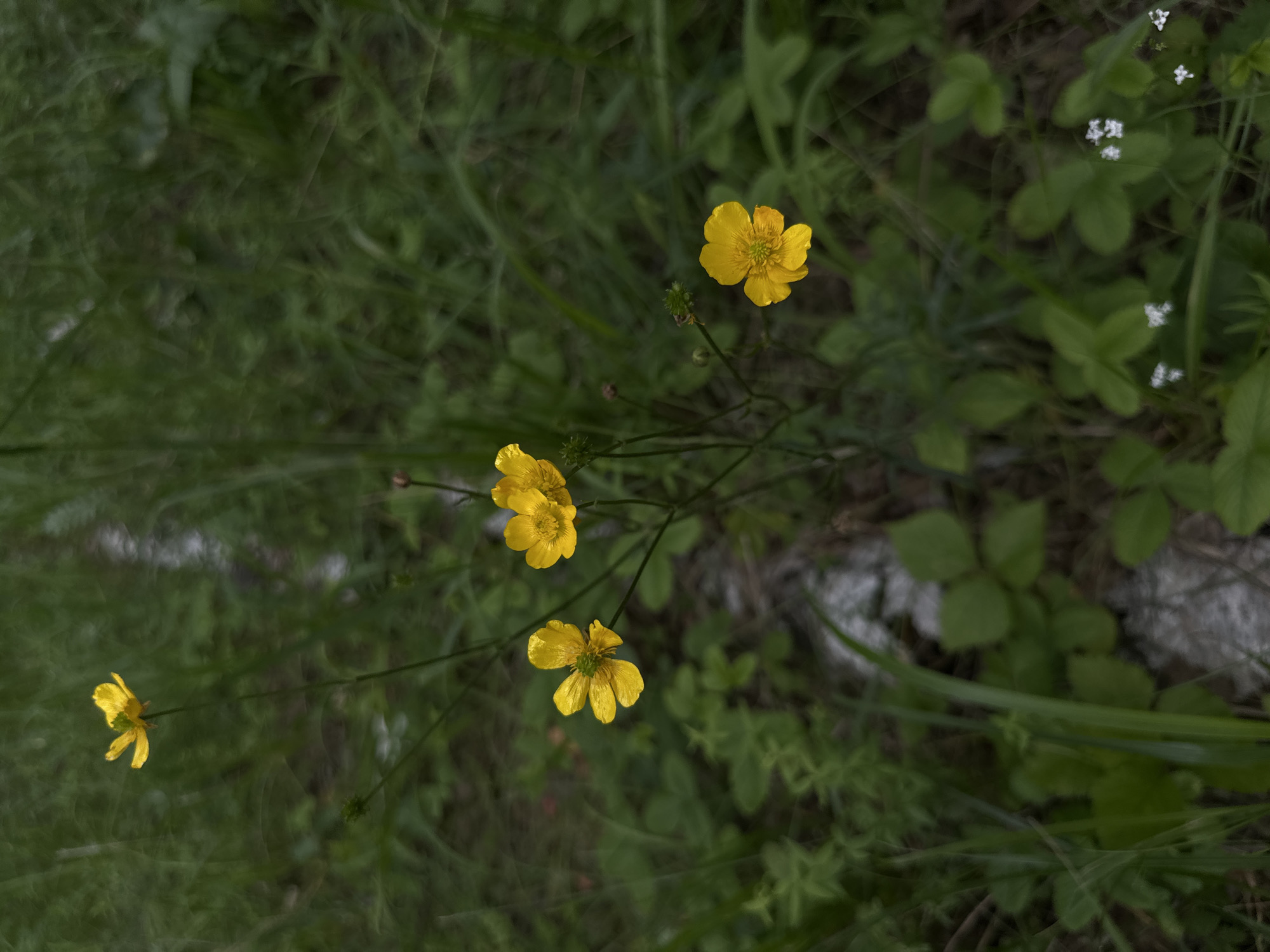 In an outdoor environment, likely a grassy area, five yellow buttercup flowers are visible, arranged in a loose cluster. The flowers vary in fullness, with one on the far left appearing somewhat open, while two in the center and one on the lower right are more fully bloomed. A fifth flower is partially visible at the top left. The stems of the flowers are thin and dark green, with some small green buds also present. The background is composed of a dense, out-of-focus blur of dark green grass and foliage, with a faint white stripe running vertically down the center of the image, possibly indicating a path or a feature in the terrain. The overall lighting is dim, suggesting an overcast day or shaded area. There are no people or animals visible in the image. The image is a close-up shot, focusing on the flowers and immediate surroundings.