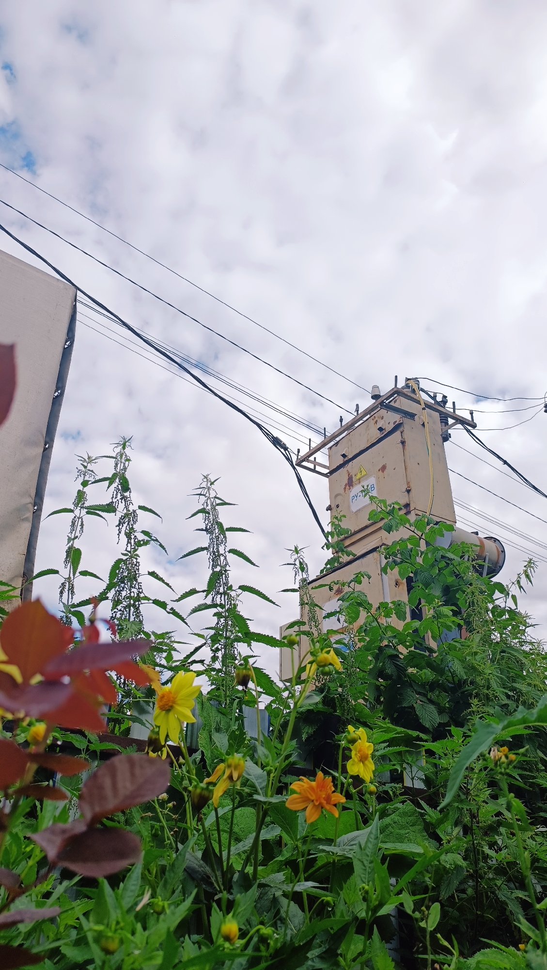 In Karsha, Russia, beneath a cloudy sky, a power transformer stands amidst overgrown vegetation. Green nettle plants and blooming yellow and orange flowers are in the foreground. Power lines crisscross the sky, connecting to the transformer which is a beige, rectangular structure with some rust and markings. A white panel is visible on the left, partially obscuring a pole. The scene is a juxtaposition of urban infrastructure and untamed nature.