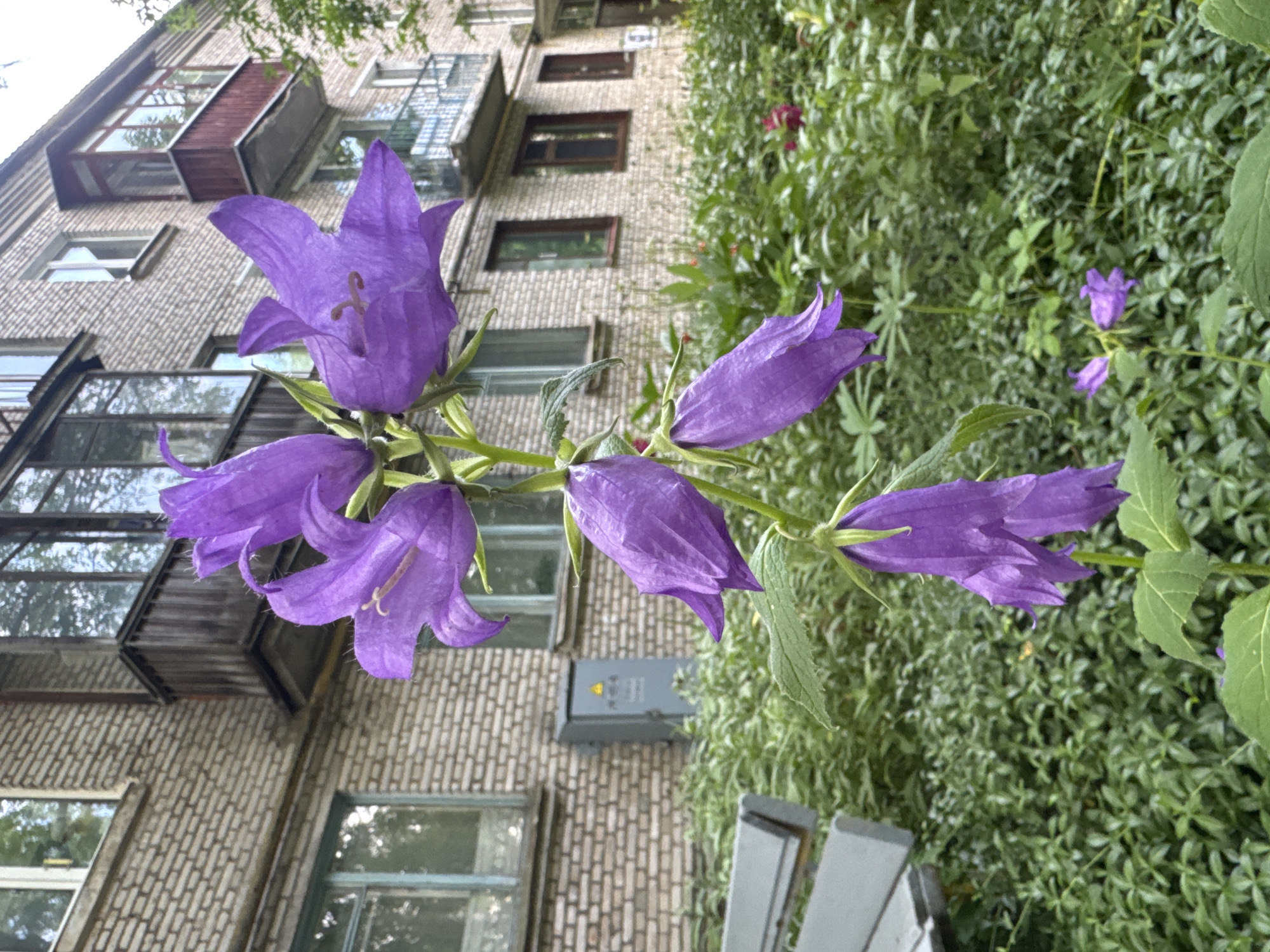 This is a vertical, eye-level, close-up, outdoor shot of purple bellflowers in front of a brick apartment building. The bellflowers are the primary subject, with several blooming blooms clustered together on a green stem, one prominently in the foreground with its stamen clearly visible. Behind the flowers is the side of a multi-story apartment building, constructed with light-colored bricks. Several windows are visible on the building, some with balconies that have metal railings and wooden enclosures. The building appears to be somewhat aged, with some windows having blue frames and others having reflective glass. To the right of the building, a dense growth of green foliage creates a backdrop, with hints of other flowers, possibly a deep pink, interspersed within the leaves. A grey electrical box with a yellow warning symbol is mounted on the brick wall below some of the windows. In the bottom right corner, a portion of a grey bench is visible. The lighting suggests it is daytime, with diffused light indicating it may be an overcast day, or the sun is not directly hitting the scene. The overall impression is one of urban nature, with the vibrant flowers contrasting with the muted tones of the building. The location is identified as Kuzmolovskiy, Russia. There is no visible text beyond the warning symbol on the electrical box.