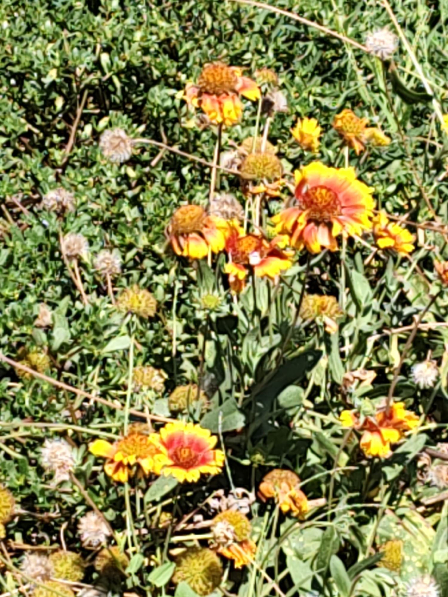 The image shows a close-up of several blooming flowers with yellow and red petals, set against a backdrop of green foliage. The flowers appear to be Gaillardia, also known as Blanket Flowers. Some of the flowers are in full bloom, while others are in various stages of opening or wilting. There are also some seed heads visible, suggesting that the plants have completed their blooming cycle. The overall impression is of a natural, wild garden or meadow. The image does not contain any people, animals, or man-made objects, and there is no indication of the specific location within Nizhnedonskoy, Russia.