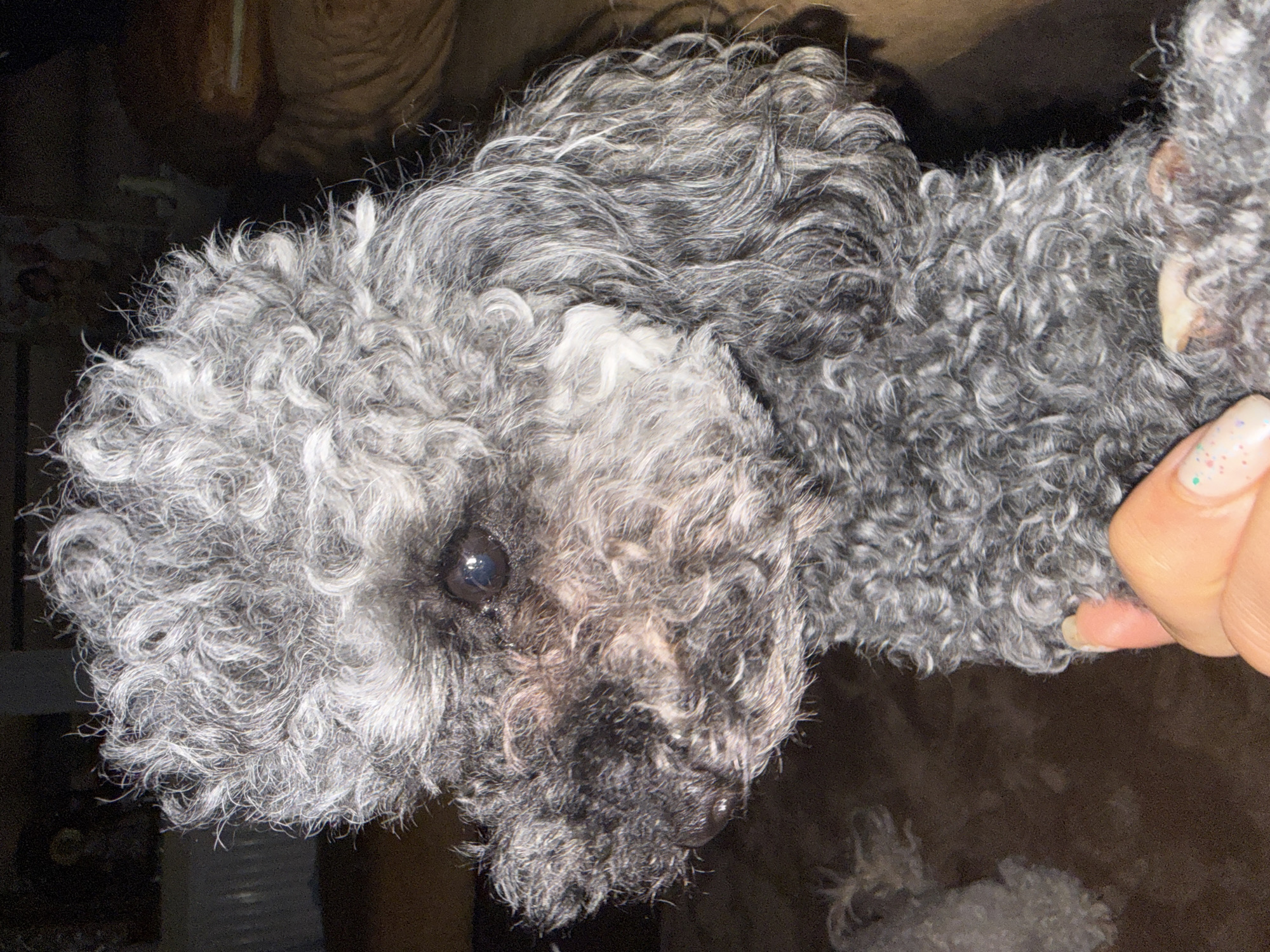 A grey-haired poodle is being held up. The dog's eye is visible. A hand with painted fingernails is holding the poodle. The background is out of focus. There is no information in the image to suggest the location is Troyan, Bulgaria.