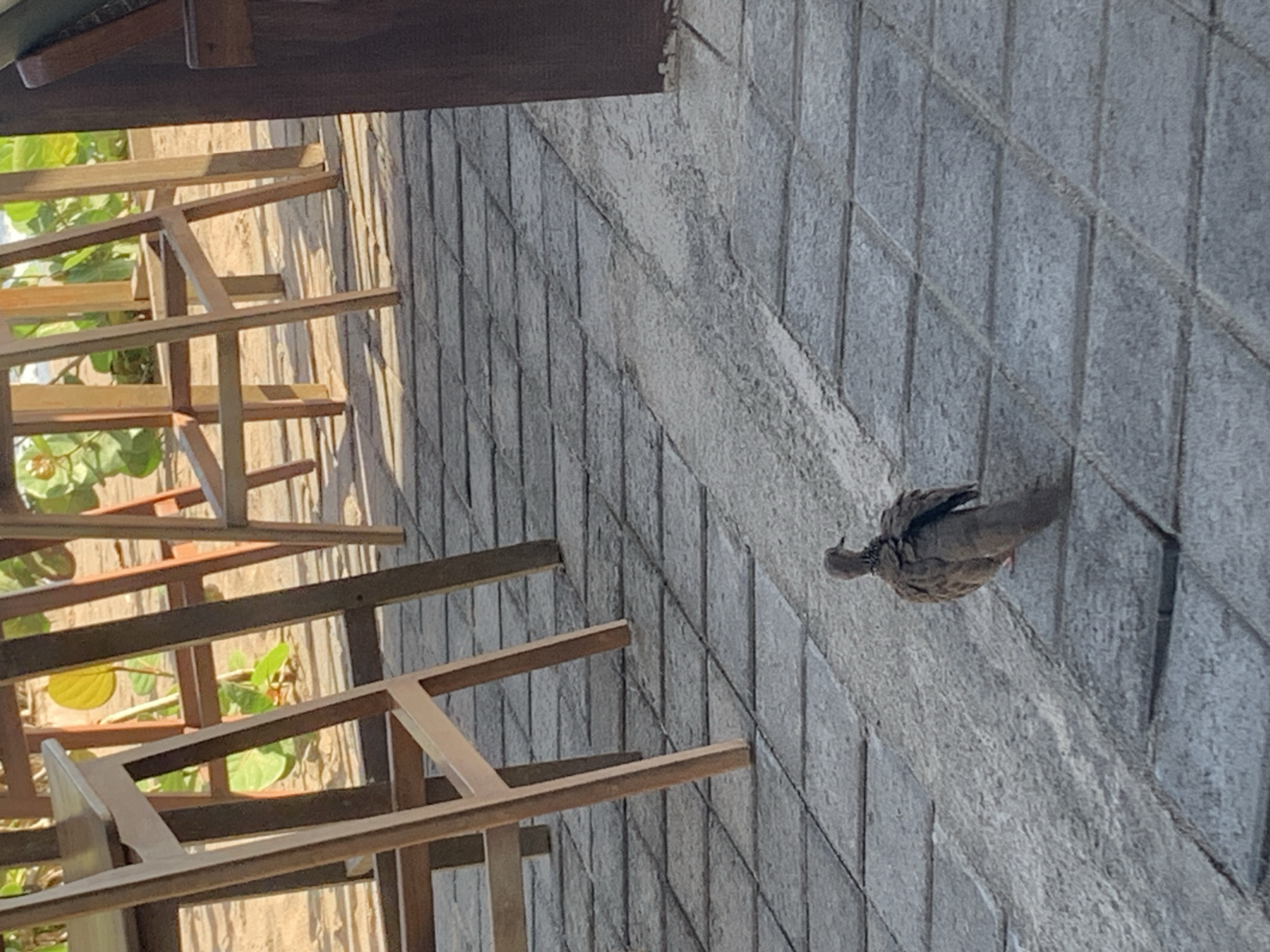 The image depicts a Spotted Dove perched on a gray, vertically-oriented, textured concrete wall in North Kuta, Indonesia. A wooden structure stands to the left. Green foliage is visible in the background.