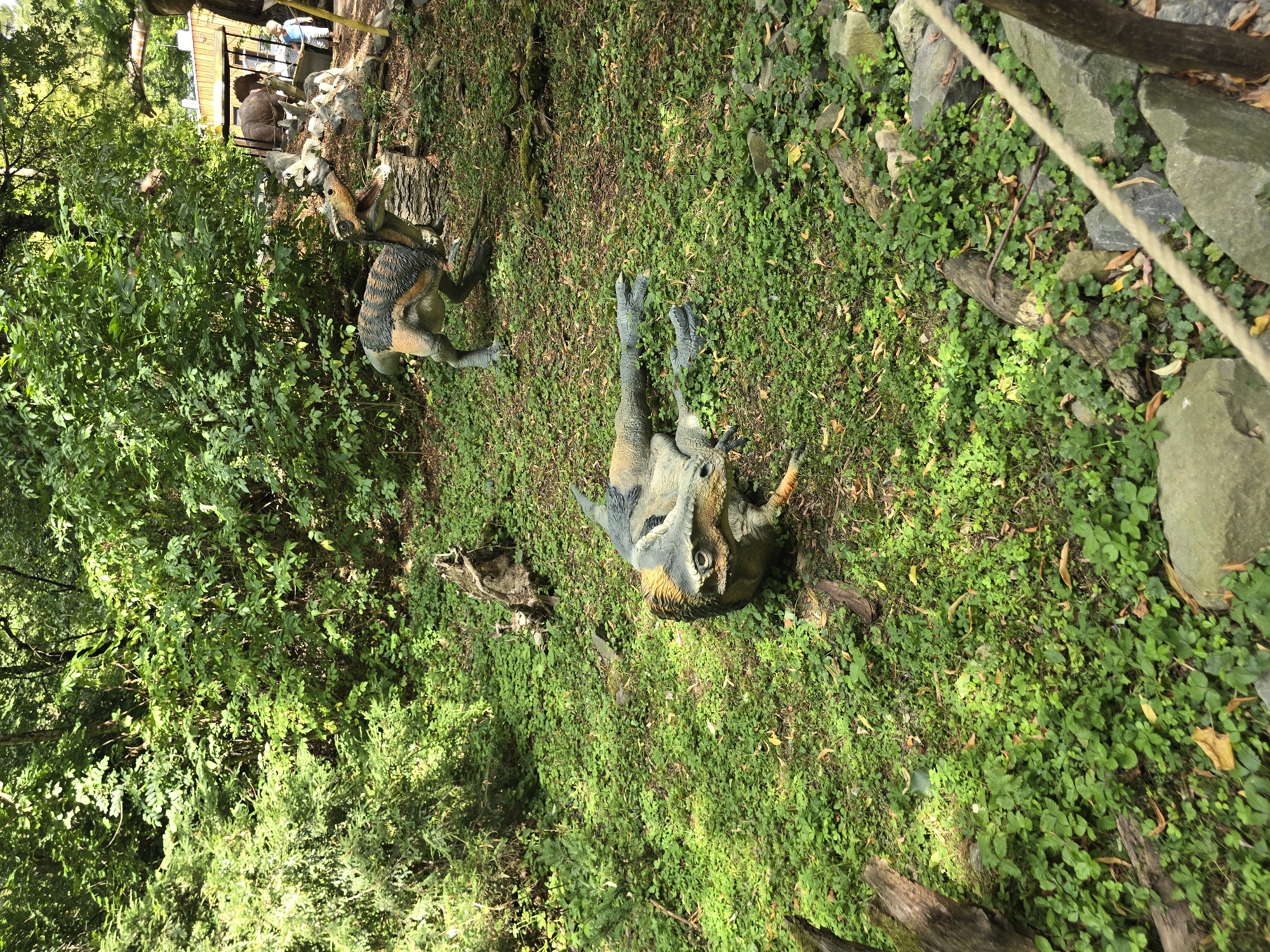 The image depicts an outdoor exhibit, likely at a zoo or a similar attraction, featuring realistic dinosaur models. In the foreground, a reptilian dinosaur model with gray and orange coloring is lying on its side on a carpet of green ground cover, appearing to be resting or possibly in a fallen state. Its mouth is open, and its head is turned to the side. In the middle ground, another dinosaur model, with a similar color scheme of gray, orange, and black stripes, is standing and looking to the right. This dinosaur is positioned in a more upright stance, with its mouth open as if roaring.
Behind the standing dinosaur, a man in a blue shirt and shorts is visible walking near a large enclosure with a rhinoceros-like model inside. The background is filled with dense green foliage and trees, suggesting a natural or woodland setting. The ground is covered in a low-lying green plant with scattered dry leaves and several fallen branches and logs. Large rocks are present in the lower right corner of the image, and a thick rope runs diagonally across the foreground, obscuring a small portion of the scene. The lighting suggests a bright, sunny day, with dappled sunlight filtering through the trees. The scene is located in the city of Vyškov, Czechia, at the Vyškov Zoo, which is known for its dinosaur park.