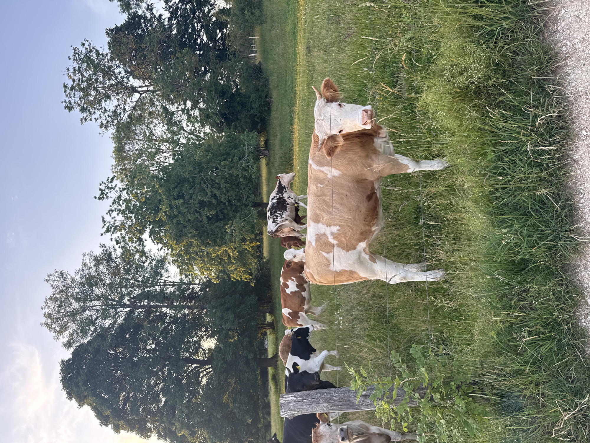 The image shows a herd of cows in a grassy field in Le Fuet, Switzerland. The cows are of various colors, including brown and white, and black and white. Some of the cows are standing, while others are lying down. The field is surrounded by trees, and there is a fence in the foreground. The sun is setting, casting a warm glow over the scene. The sky is clear with a few wispy clouds. The overall mood is peaceful and serene. There is no visible text in the image.