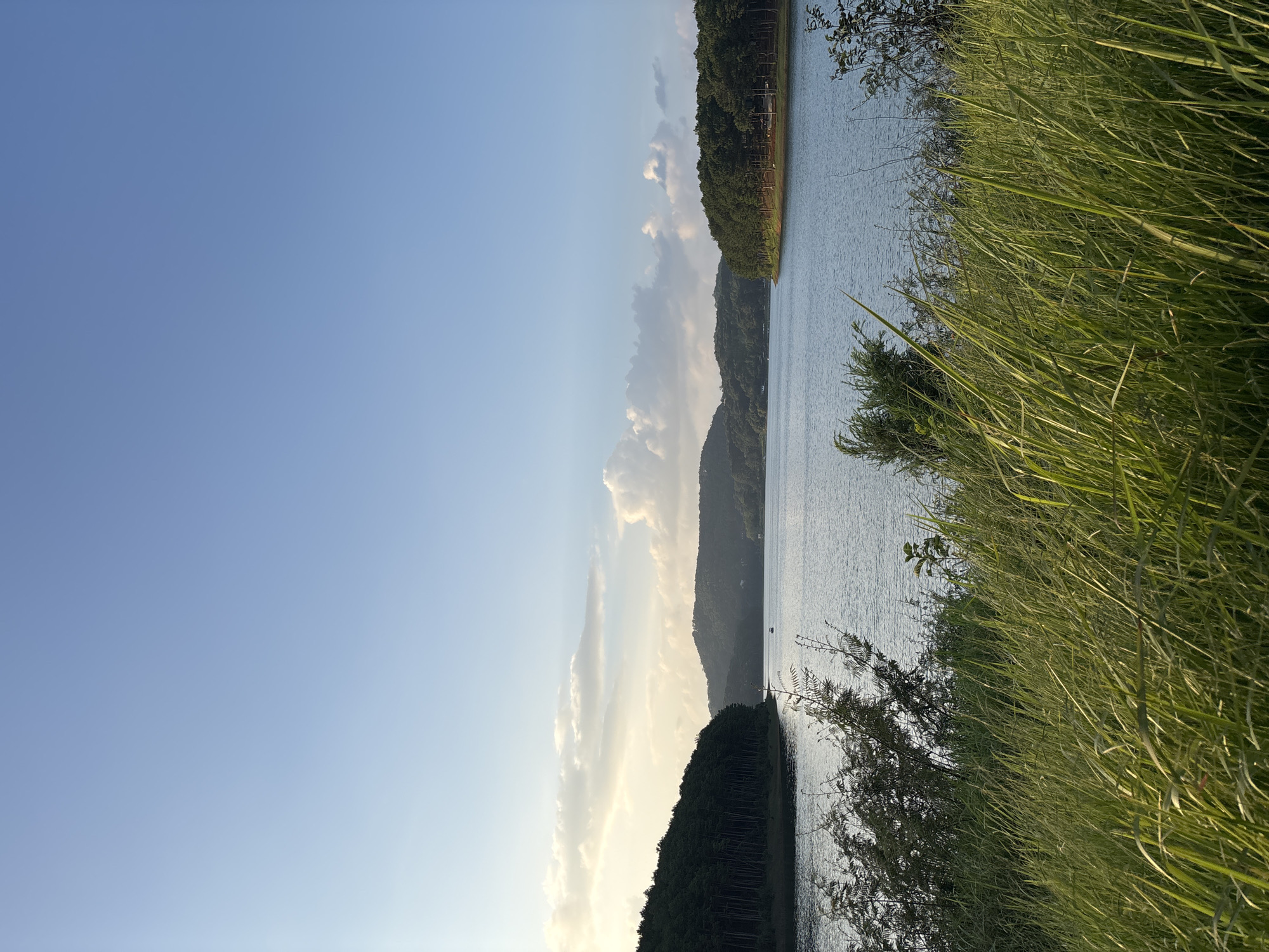 The image depicts a serene lakeside scene, likely located in or around Da Lat, Vietnam, given the natural landscape and the presence of lush greenery characteristic of the region. In the foreground, tall, vibrant green grass sways gently, suggesting a natural park or a less developed area by the water. The middle ground features a calm, expansive lake with a subtle ripple on its surface, reflecting the soft light of the sky.
On either side of the lake, dense forests of evergreen trees form the backdrop, with the trees on the left appearing as a solid wall of dark green, while the trees on the right are interspersed with patches of lighter green and some lighter colored trees, possibly deciduous. The forest on the right also shows hints of human presence, with what appear to be some buildings or structures nestled within the trees and a cleared area that might be a campsite or picnic spot.
In the distance, rolling hills covered in vegetation create a layered effect, fading into a hazy horizon. The sky is a clear, pale blue, with scattered, wispy clouds towards the left side of the frame. The sunlight, appearing to be from a late afternoon or early morning setting, casts a gentle glow, particularly on the clouds and the surface of the water, creating a peaceful and tranquil atmosphere. There are no people visible in the image, enhancing the sense of solitude and natural beauty. A small boat is visible in the middle of the lake, adding a subtle element of human activity without detracting from the overall natural ambiance.