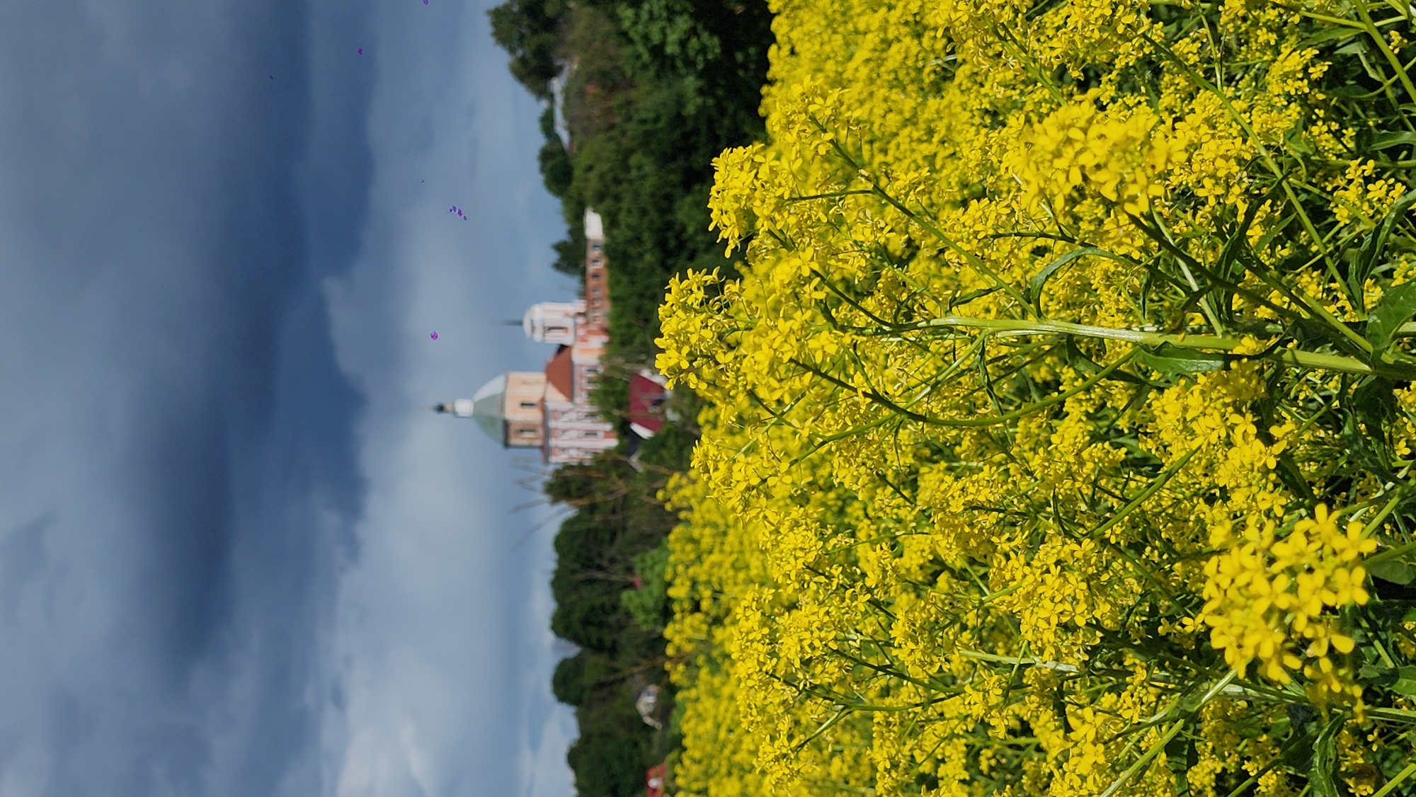 The image captures a view of a church and a field of yellow flowers, likely in an unidentified European location. The church is a light-colored building with a green dome, partly obscured by trees and the flowers in the foreground. The field is full of bright yellow flowers, filling a significant portion of the frame. The sky is a mix of blue and gray, with the darker clouds suggesting an overcast day. The image is oriented vertically.