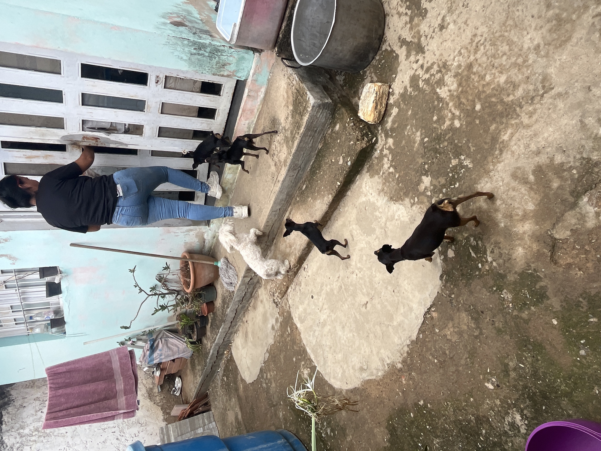 In a humble outdoor courtyard in Juan Griego, Venezuela, a woman wearing a black t-shirt and blue jeans stands at a white, slatted door. Her back is to the camera as she appears to be entering or exiting the building. Four small dogs, three black and one white, are in the courtyard with her. Two black dogs are near the door, with one looking up at the woman and the other slightly behind it. A third black dog is in the foreground, facing away from the camera. A white dog is on a raised concrete platform by the door, looking towards the building. The courtyard is paved with concrete and dirt, with evidence of wear and tear. In the background, a light blue wall with a window above it, a pink towel hanging on a line, potted plants, and various household items including a large metal pot and a blue plastic barrel are visible.