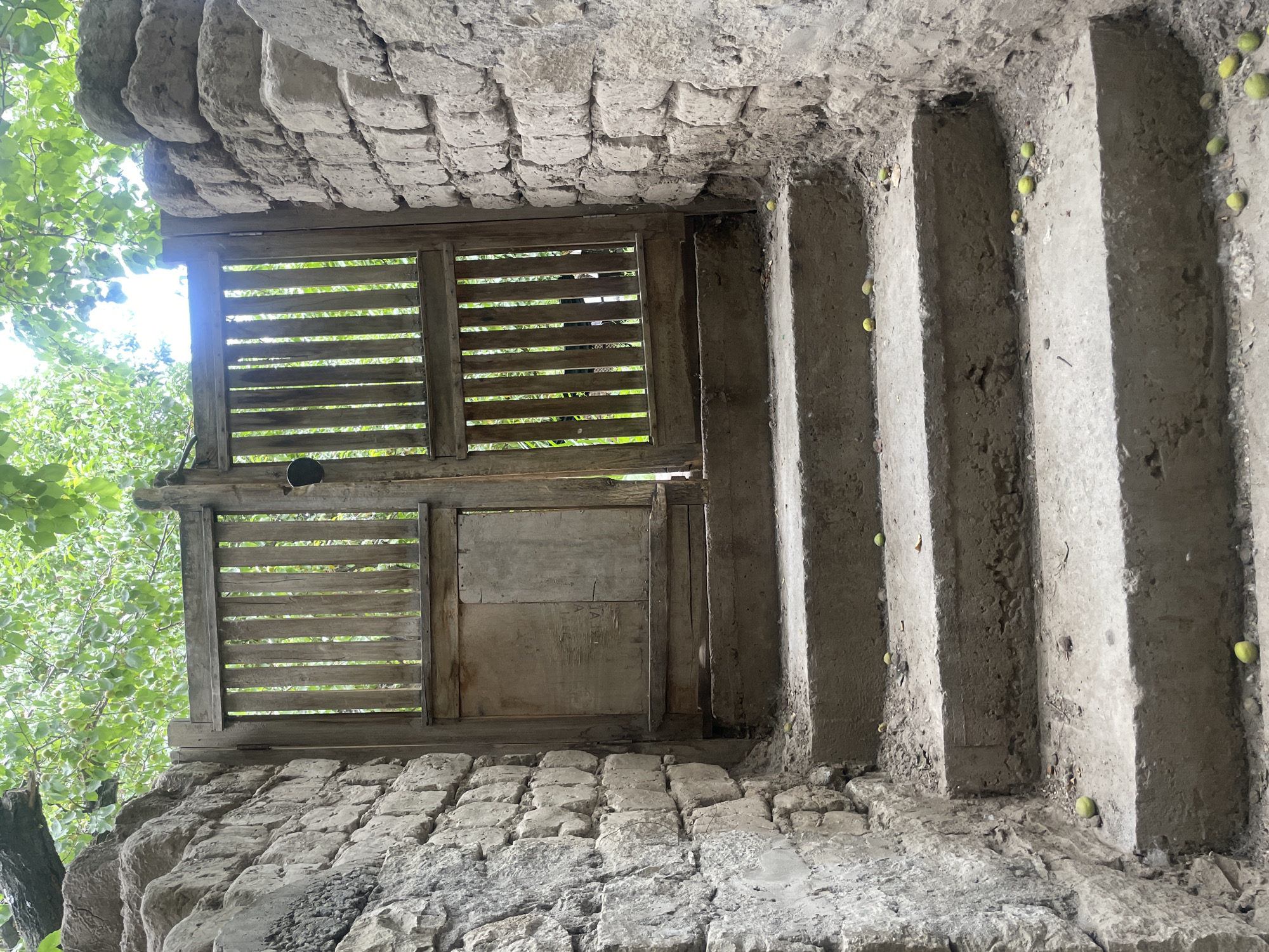 An outdoor, ground-level view looks up at a weathered wooden gate and stone walls, with concrete steps leading to the gate. The gate is comprised of vertical wooden slats and a solid wooden panel on the left side. A round, dark object, possibly a latch or bell, is visible on the right side of the gate. The stone walls are constructed from rough, uneven blocks. Several green, spherical fruits are scattered across the concrete steps. Above the gate and walls, lush green foliage from trees is visible, with sunlight filtering through. The scene suggests an older, possibly neglected, entrance within a natural setting. The location is identified as Leh, India, though specific landmarks are not apparent from the image itself. No people are present in the frame.