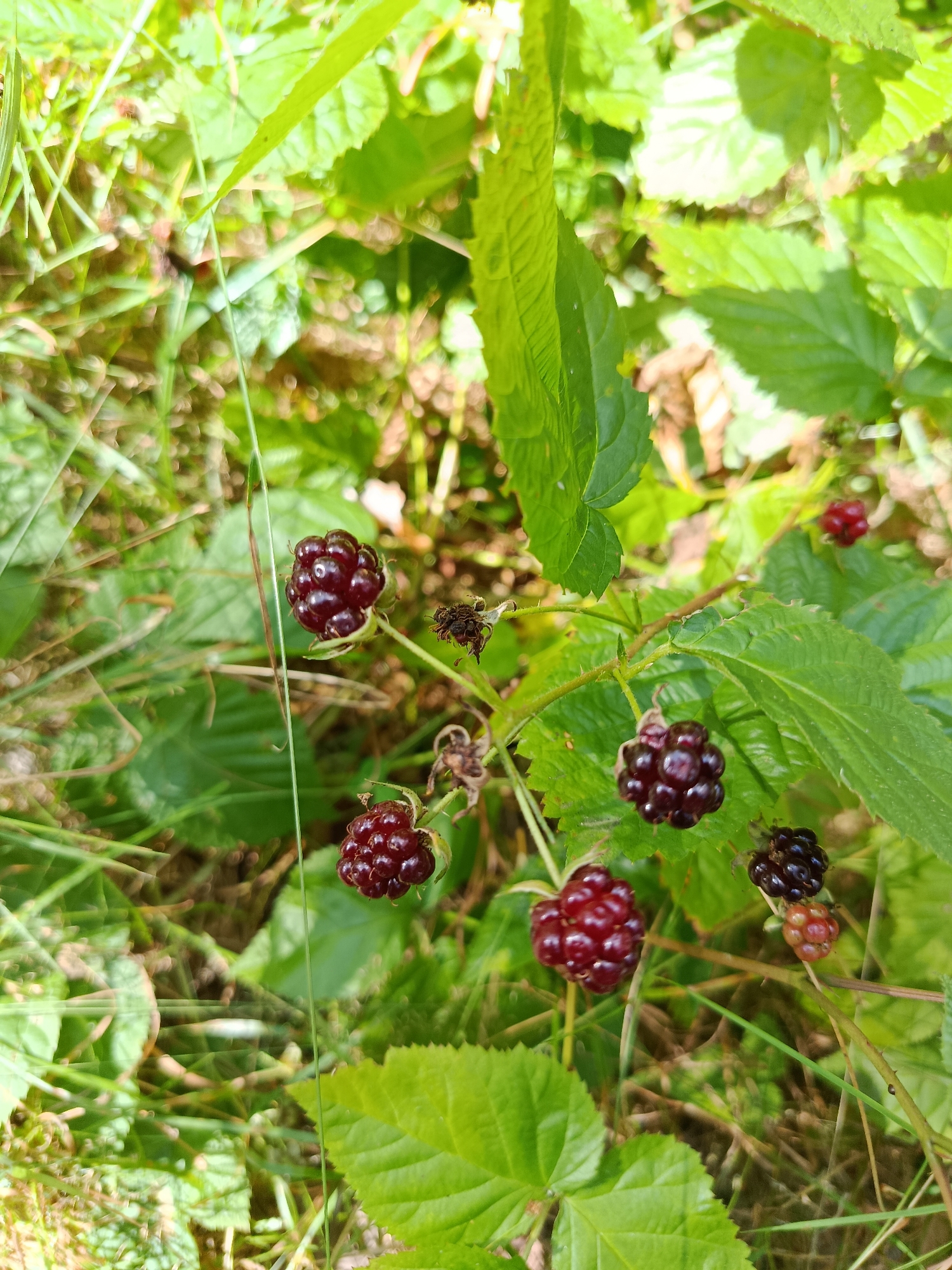 In the natural environment of Borduki, Russia, several ripe and semi-ripe blackberries are visible on a thorny bush. The berries are deep red to dark purple, with a segmented, clustered appearance. Some dried sepals and stems are also present. The surrounding foliage is lush and green, with broad leaves and thin grass blades. The lighting suggests a sunny day, casting dappled shadows on the ground. No people or animals are present in the frame.