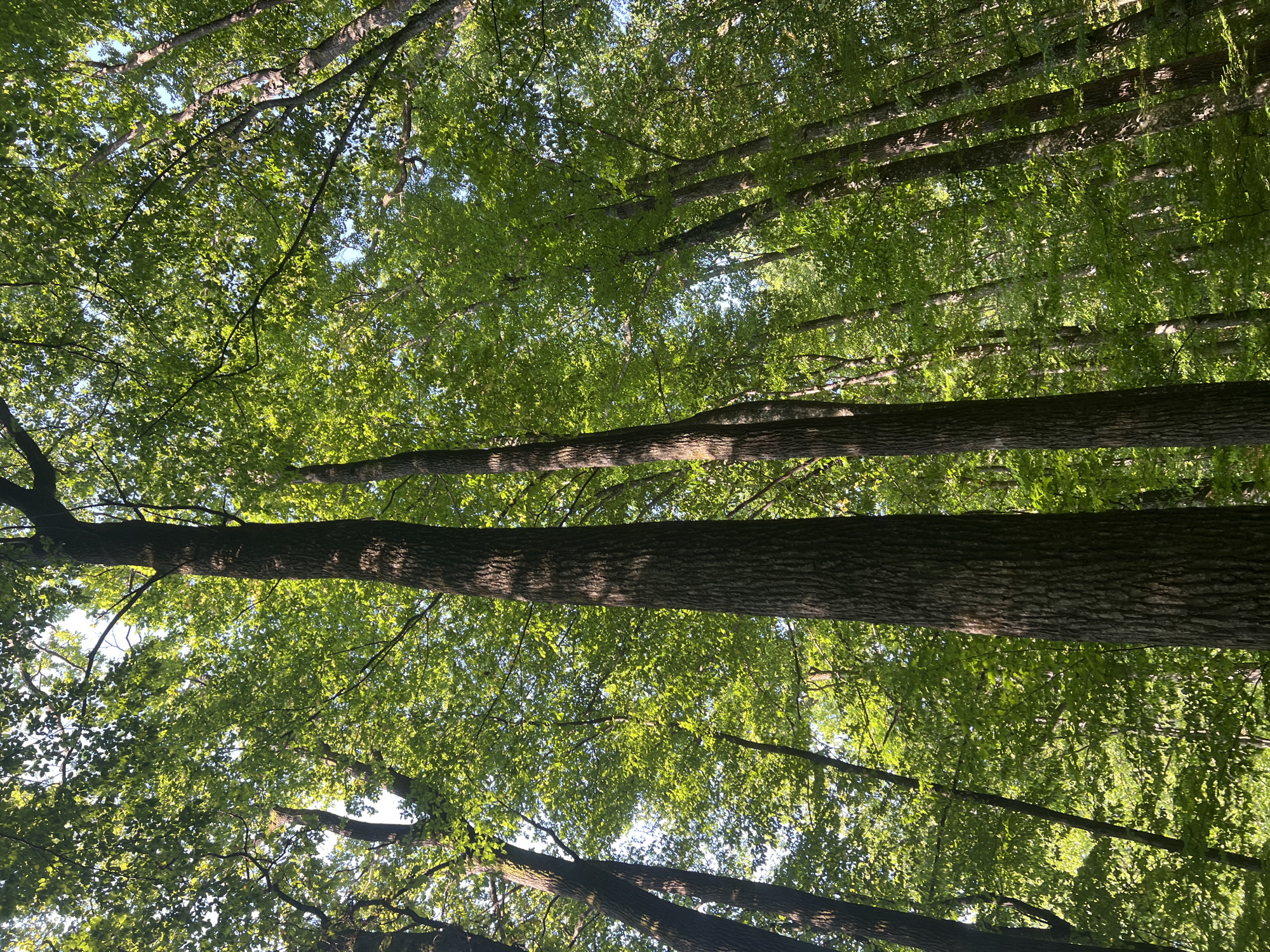 The image shows a low-angle view looking up through a dense forest canopy. Tall trees with rough, dark bark dominate the foreground and midground, their trunks extending upwards out of frame. The leaves of these trees, and those of surrounding trees, are a vibrant green and are catching the sunlight, creating a dappled effect and illuminating the scene. The sky is visible in patches through the leaves, appearing bright blue. The environment is a natural, wooded area, likely a forest or park. There are no people, animals, or man-made structures visible in the image. The image appears to be taken in the city of Сонячне, Ukraine, based on the prompt.