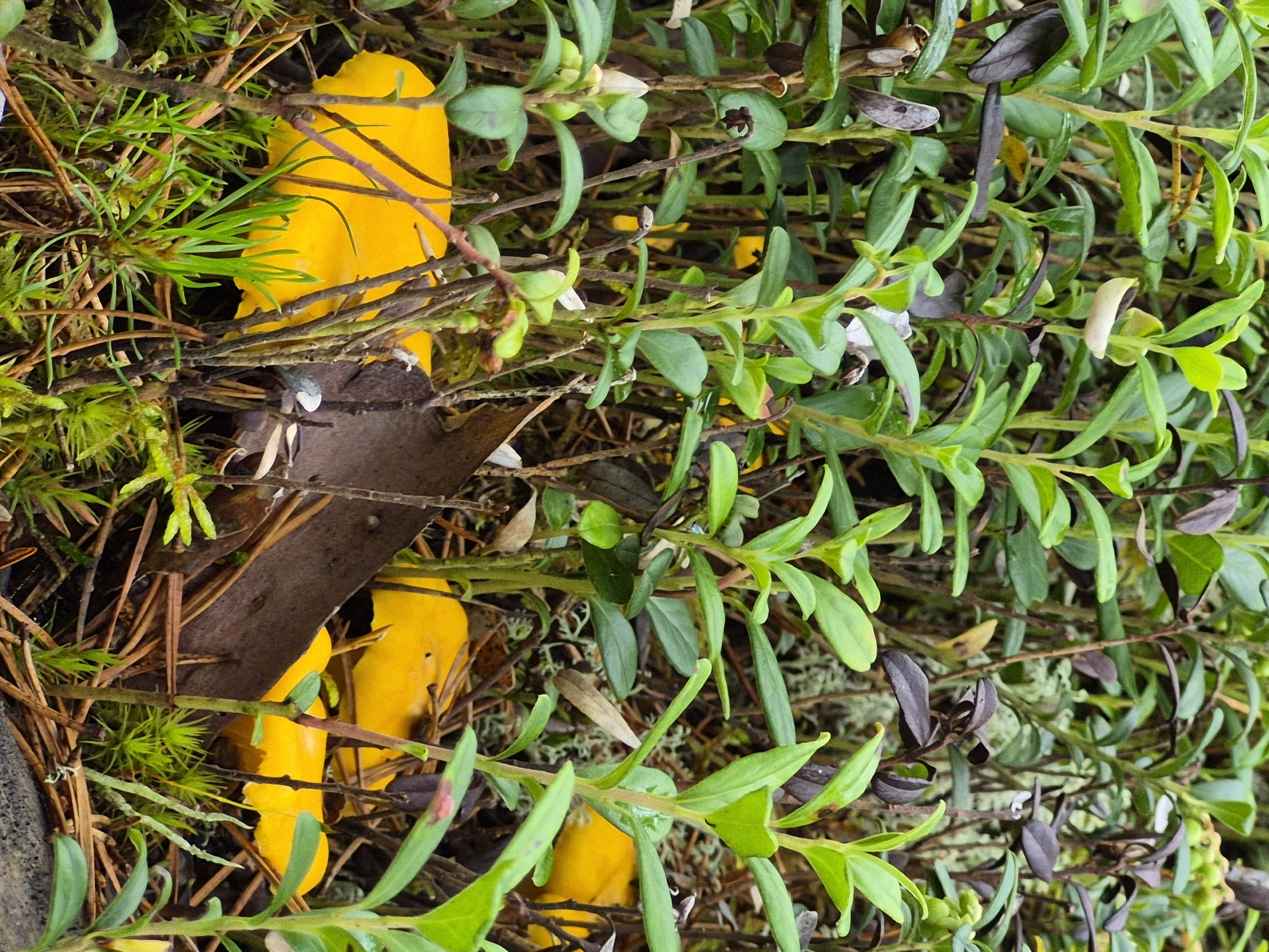 A close-up, eye-level shot captures a dense cluster of green leafy plants, likely from the *Vaccinium* genus, interspersed with dry brown leaves and pine needles. Several bright yellow, mushroom-like objects are visible, partially obscured by the vegetation. The ground cover appears to be moss and small green plants. The scene is set in a natural environment, possibly a forest floor or woodland edge, located in Hargla, Estonia. No people or animals are present in the image.