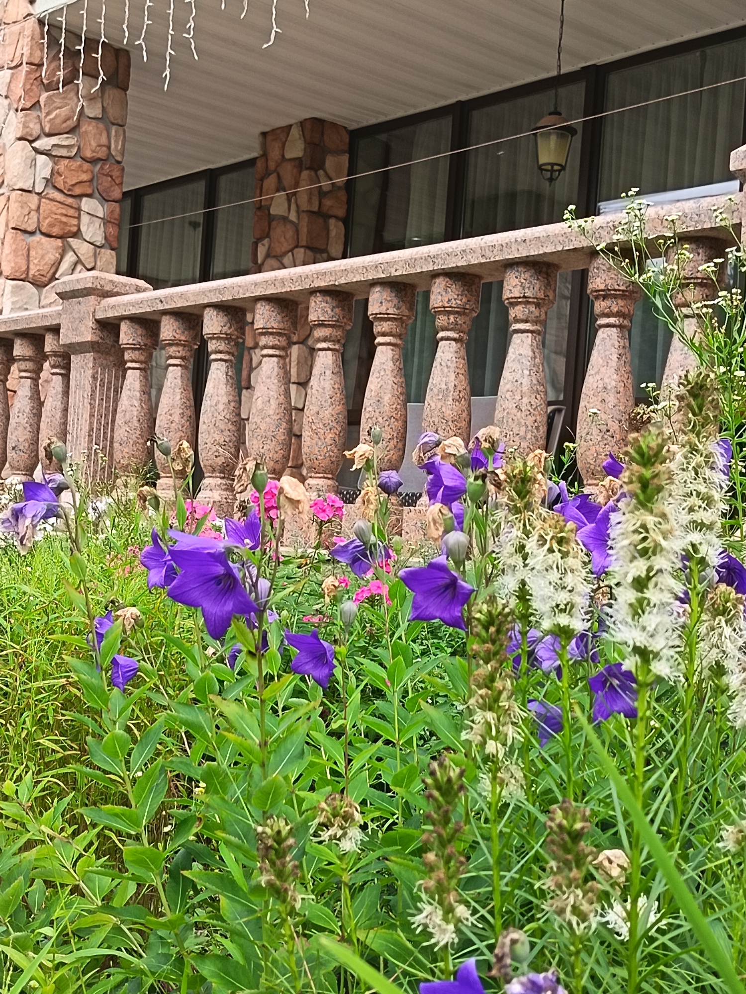 The image shows a close-up view of a flowerbed in front of a building with a stone-clad exterior and a stone balustrade. The balustrade is made of pink and grey speckled stone with ornate carved pillars. Behind the balustrade, windows of the building are visible, covered by sheer curtains. White string lights are hung from the overhang of the building. The flowerbed contains a variety of plants, including bright purple bell-shaped flowers, tall white fuzzy flowers, and green foliage. Some of the flowers are in bloom, while others appear to be in later stages of their life cycle, with dried seed heads and wilting petals. The lighting suggests it is daytime, with natural light illuminating the scene. The overall impression is of an outdoor setting, possibly a garden or patio area associated with the building. The location is described as Unknown, Unknown.