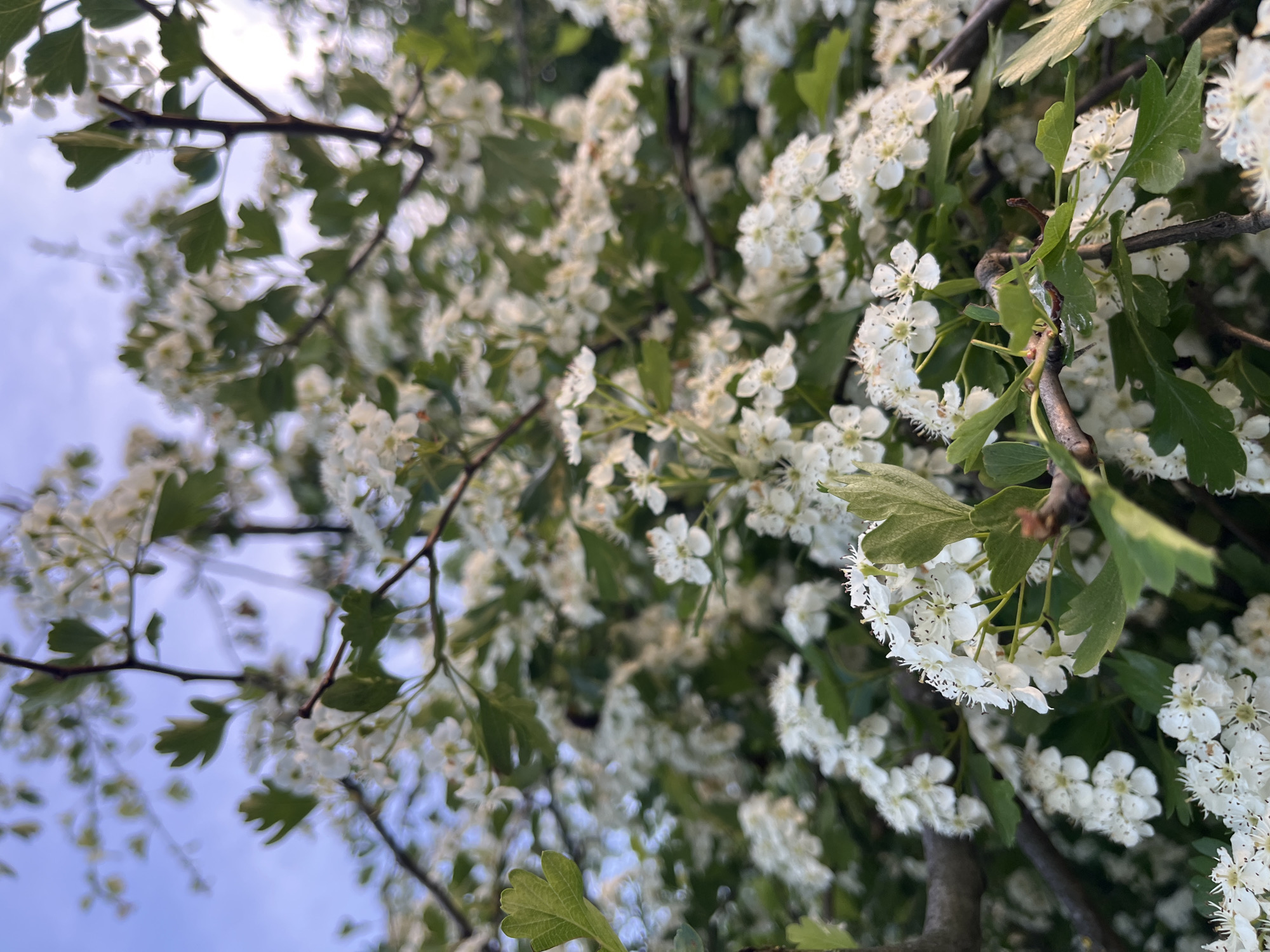 The image shows a close-up view looking up into the branches of a tree in full bloom with white flowers, possibly in Lozarevo, Bulgaria. The tree has green leaves with distinct lobed edges. The branches are brown and appear slightly blurred in places. Patches of light blue sky are visible between the branches. The scene appears to be outdoors during daylight.