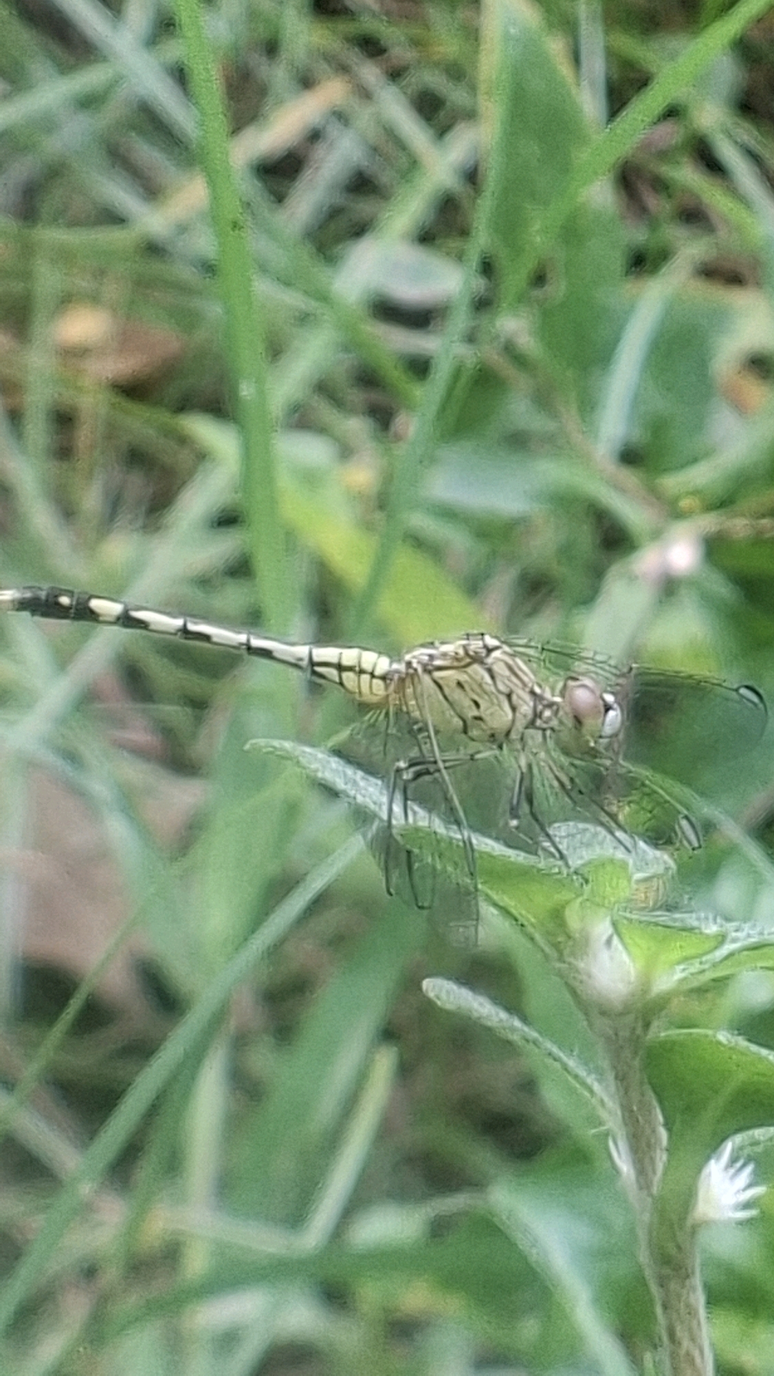 In Kutaglumpang, Indonesia, a light-colored dragonfly with dark markings on its abdomen rests on a green leaf amidst a backdrop of lush green grass. The dragonfly's wings are spread, and its body is elongated, with delicate legs supporting it. The image captures the insect in a natural outdoor environment, with the soft focus of the background suggesting a shallow depth of field. The lighting appears natural, possibly from daylight, illuminating the details of the dragonfly's intricate body and the textures of the surrounding vegetation.