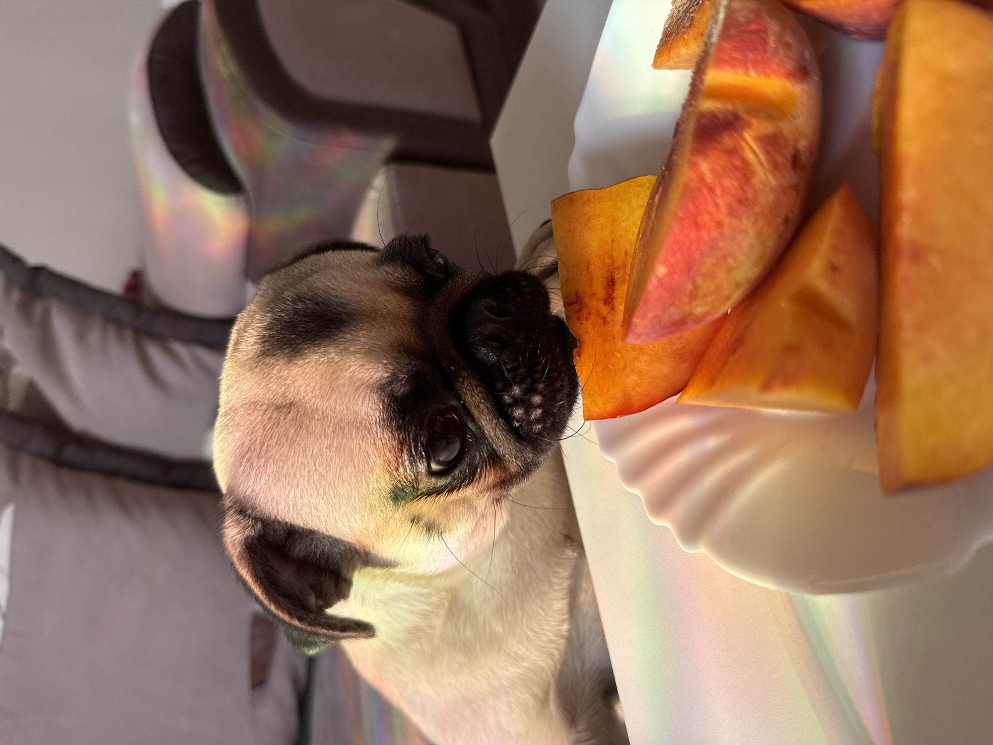 A close-up, eye-level shot shows a fawn-colored pug with black markings on its face looking down at a white, scalloped bowl filled with sliced peaches. The pug's head is in focus, with its eyes looking intently at the fruit. The background is softly blurred, showing a couch with a rainbow of light cast across it, suggesting the sun is shining through a window. The overall lighting is warm and natural.