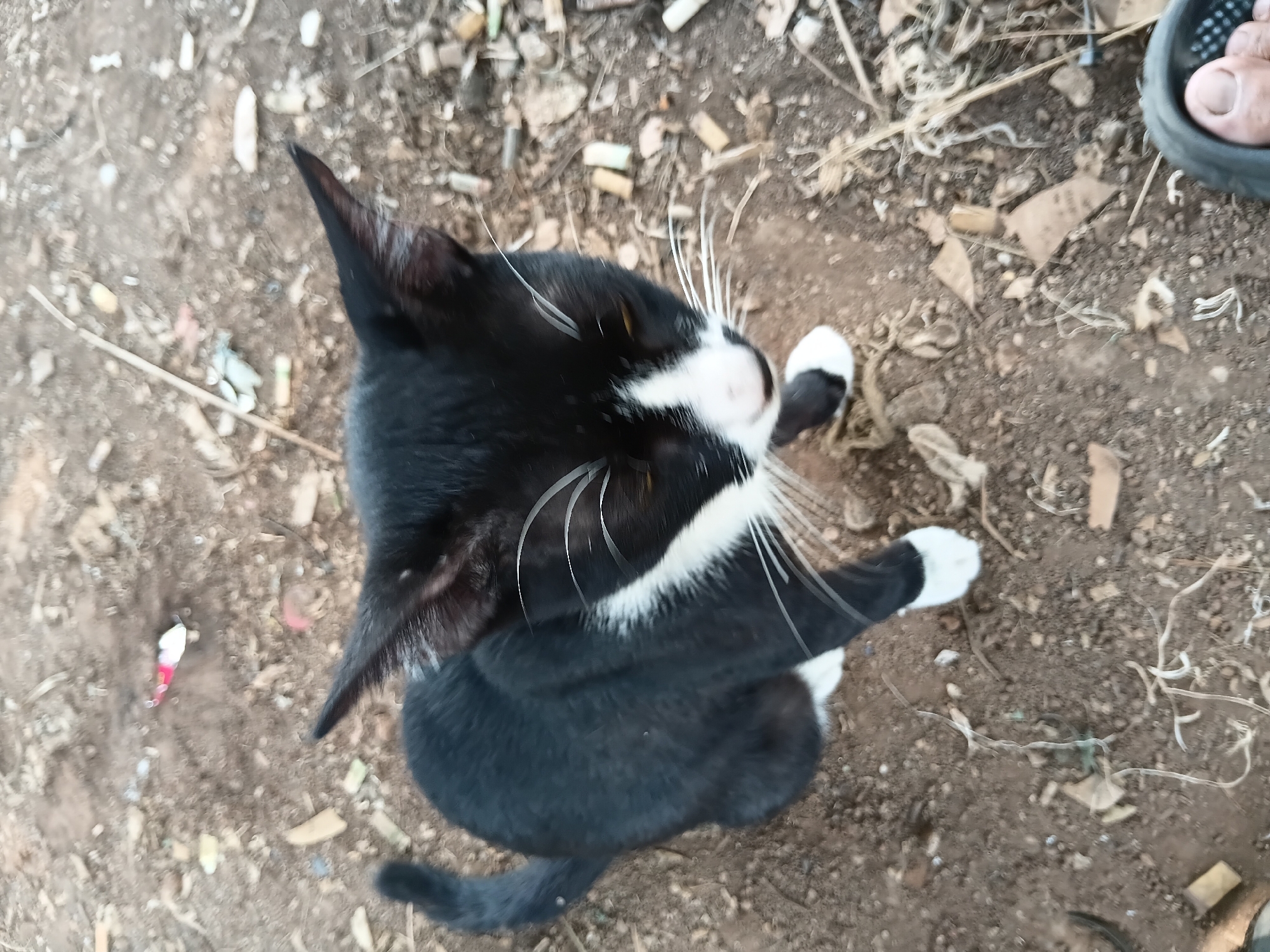 In a street scene in Bekasi, Indonesia, a black and white cat with yellow eyes sits on dry dirt. The cat is facing down and to the right. The ground is littered with small debris, including what appear to be cigarette butts and dried leaves. A portion of a human foot in a black sandal is visible in the lower right corner of the frame.