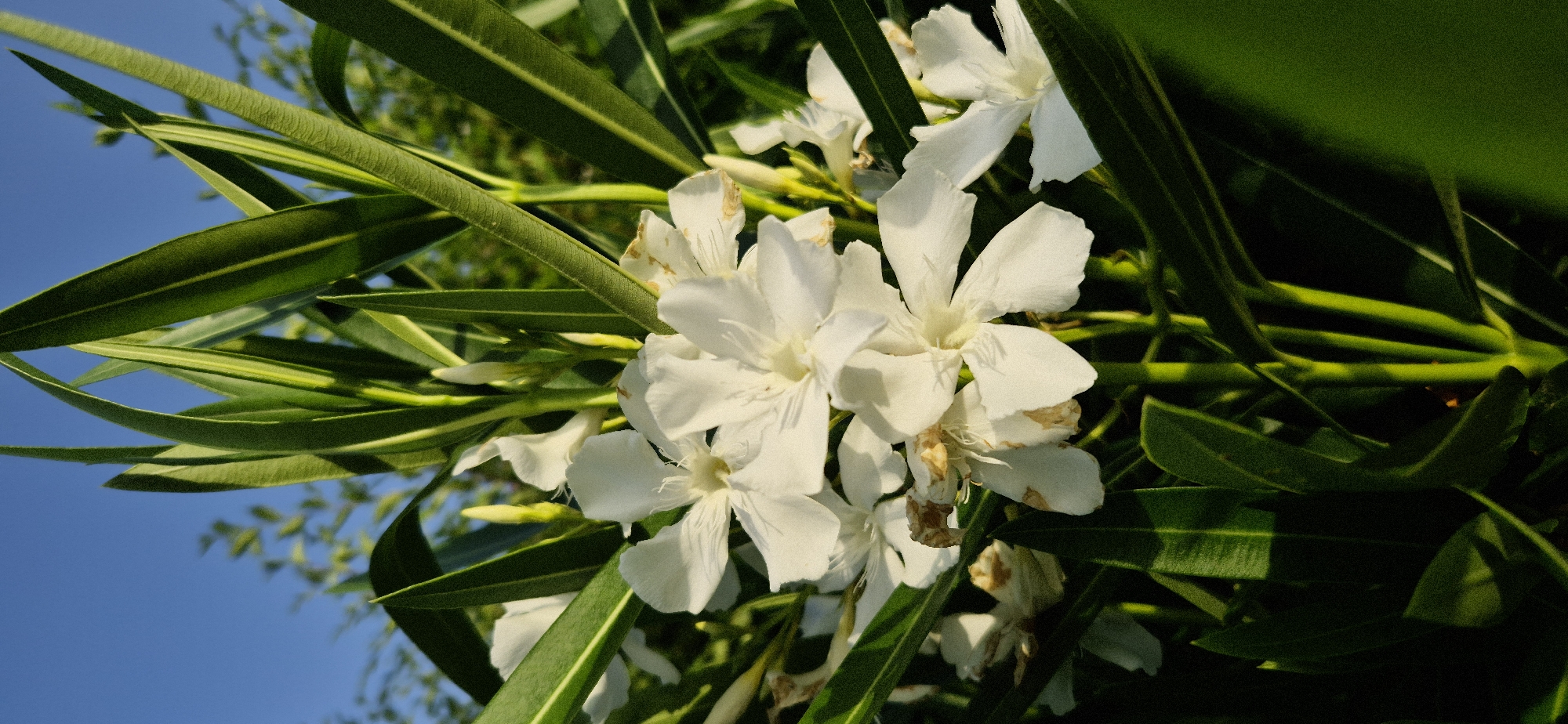 This is a close-up, low-angle shot of white oleander flowers and green leaves against a bright blue sky. The flowers are clustered together, with several fully bloomed blossoms in focus. Their petals are delicate and slightly ruffled, with some showing slight browning at the edges, indicating they are not entirely fresh. The leaves are long, narrow, and a vibrant green, with some catching the sunlight and appearing almost iridescent. The background is a clear, cloudless blue sky, suggesting it is a sunny day. The overall impression is one of natural beauty and tranquility, with the lush greenery and bright flowers creating a cheerful and vibrant scene. The lighting suggests it is daytime, likely mid-morning or afternoon given the brightness of the sky and the way the light falls on the leaves. There is no visible text in the image.
