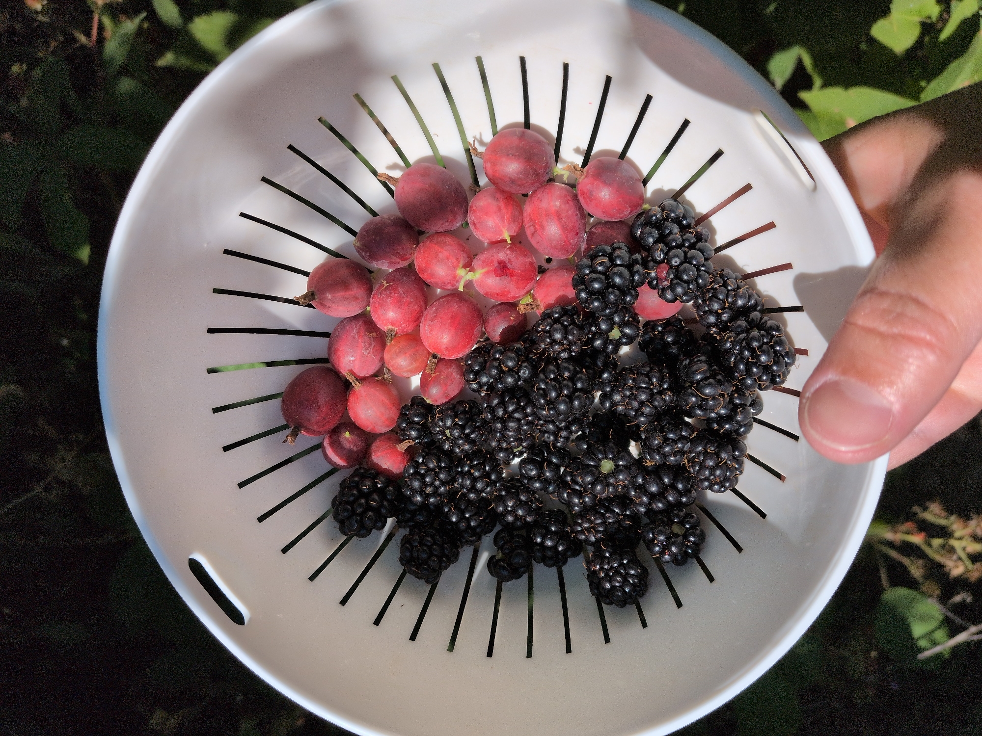 A close-up, overhead shot shows a white colander filled with a harvest of blackberries and gooseberries. The colander, which has black slats, rests on an out-of-focus green and dark background, suggestive of foliage. A person's thumb and index finger are visible at the bottom right corner, holding the colander. The blackberries are a deep, glossy black, clustered together on the left side of the colander. The gooseberries, on the right, are a reddish-pink hue and have small stems attached. The image is well-lit, with sunlight creating a slight sheen on the fruit.